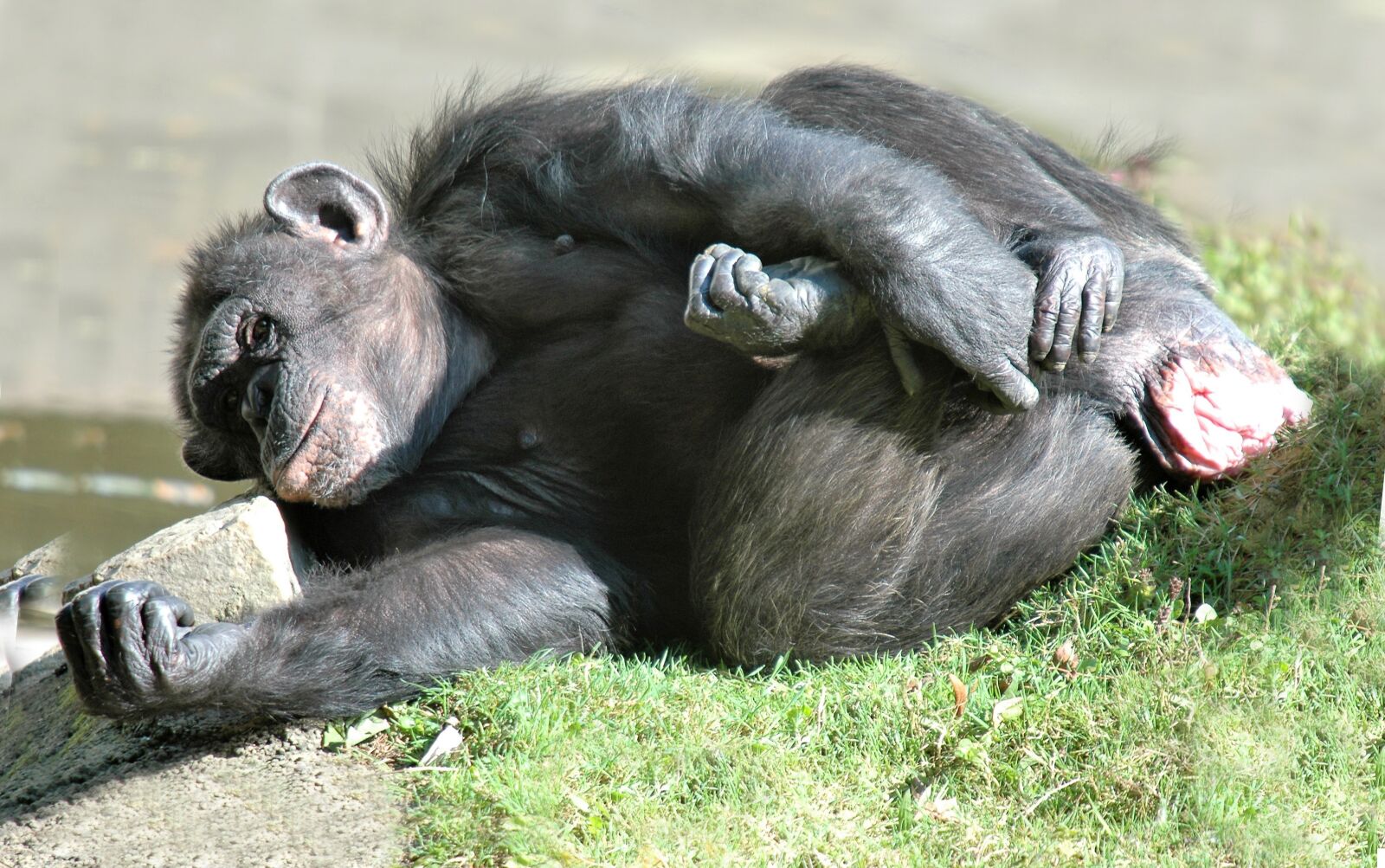 Nikon D70s sample photo. Chimpanzee, animal, monkey photography