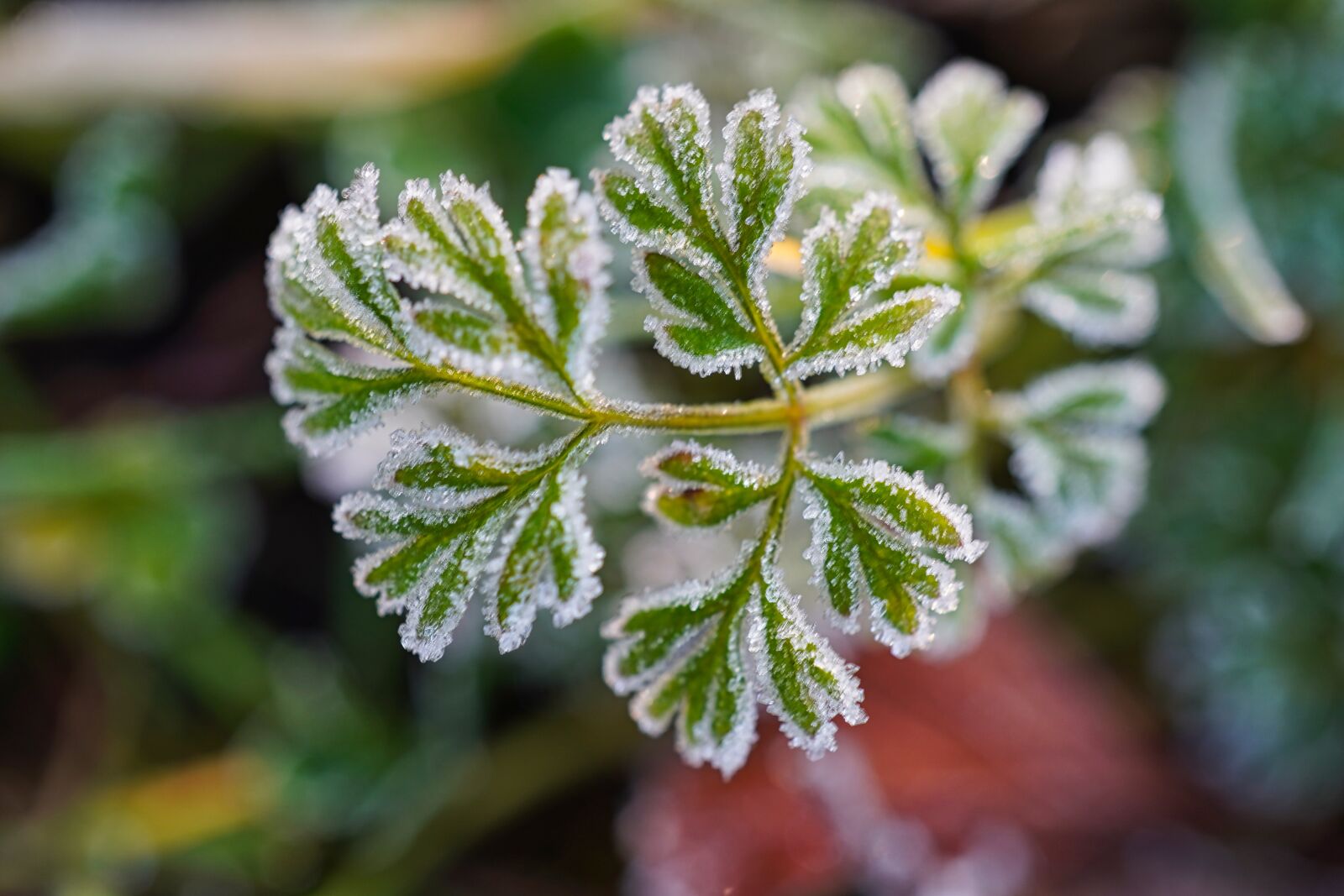 Sony E 30mm F3.5 Macro sample photo. Frost, winter, cold photography