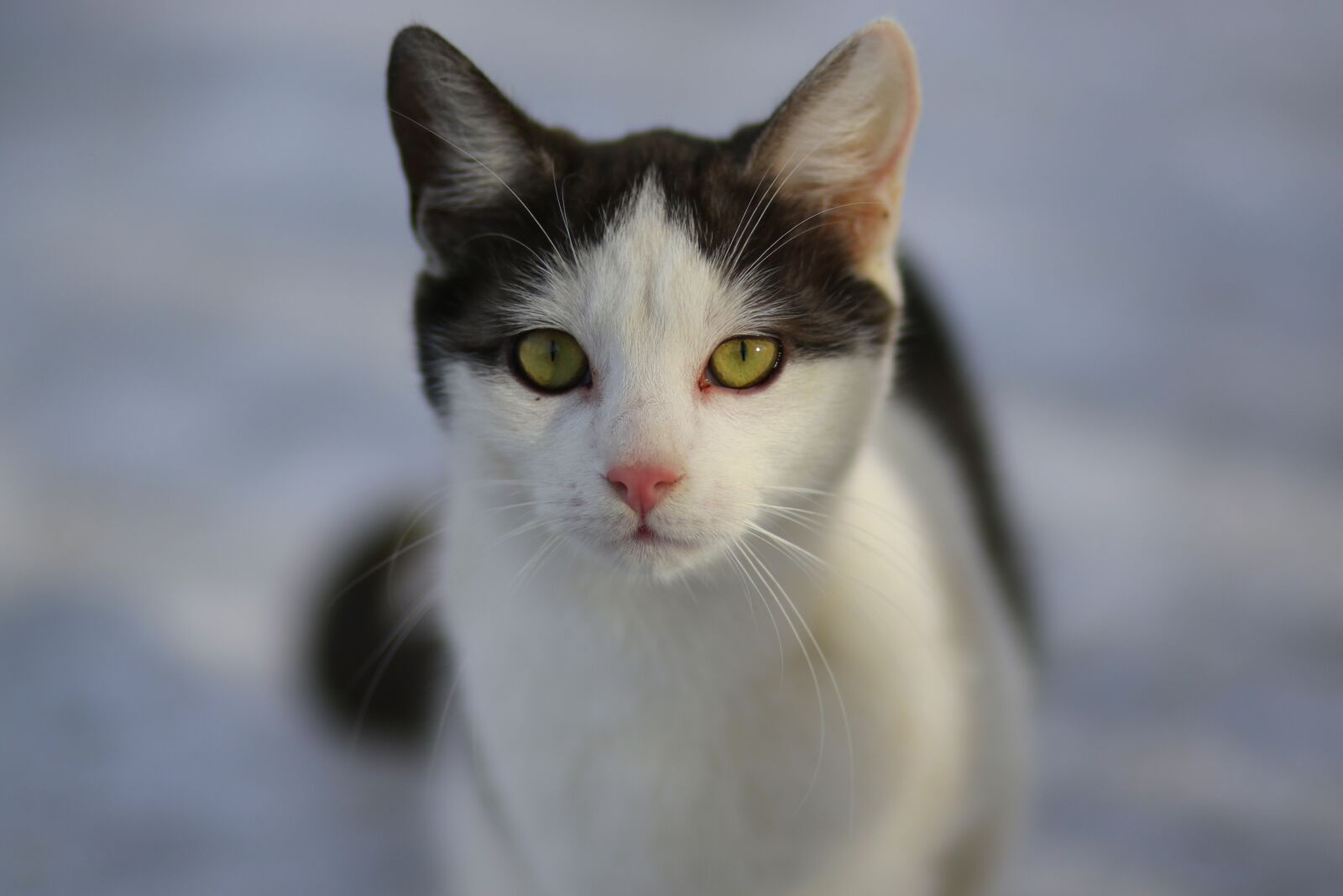 Canon EF 85mm F1.8 USM sample photo. Cat, white, black photography