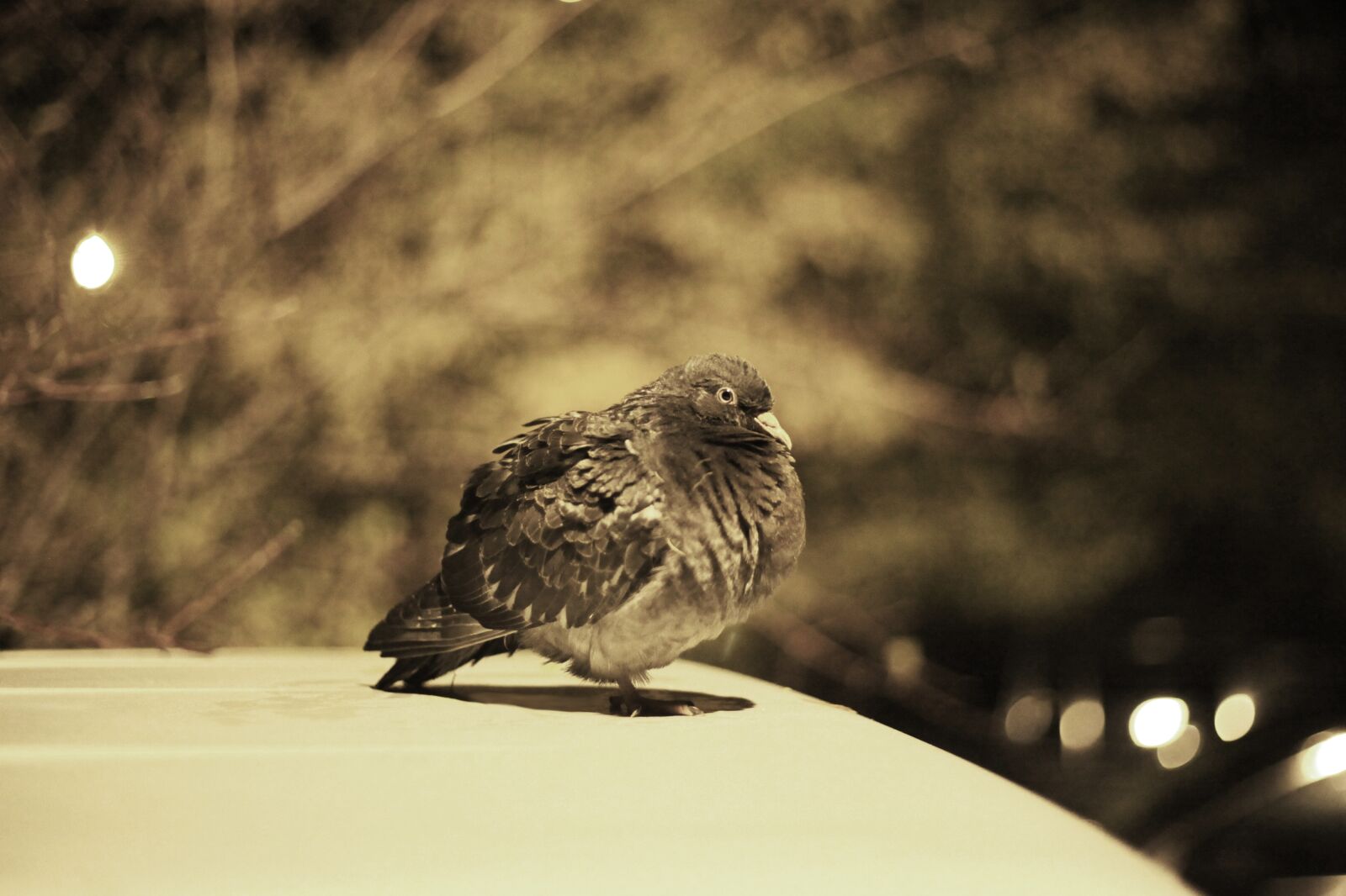Canon EOS 5D Mark II sample photo. Night, dove, night city photography