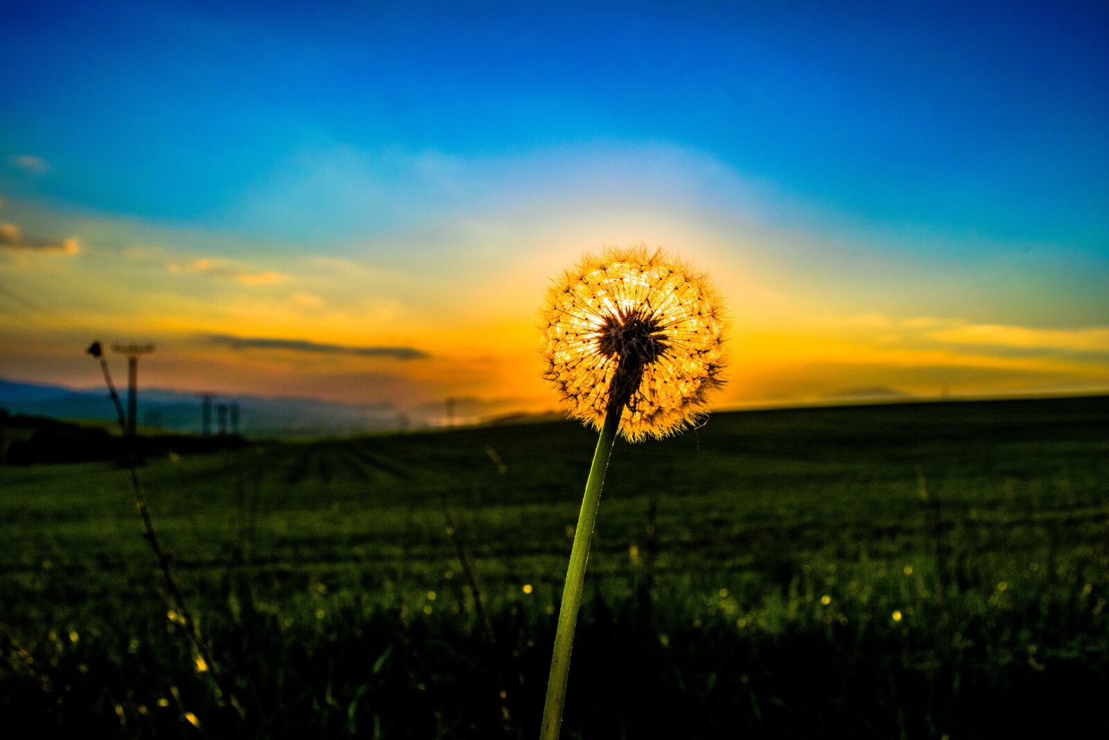 Nikon D3300 sample photo. Dandelion, odkvetlá plant, flower photography