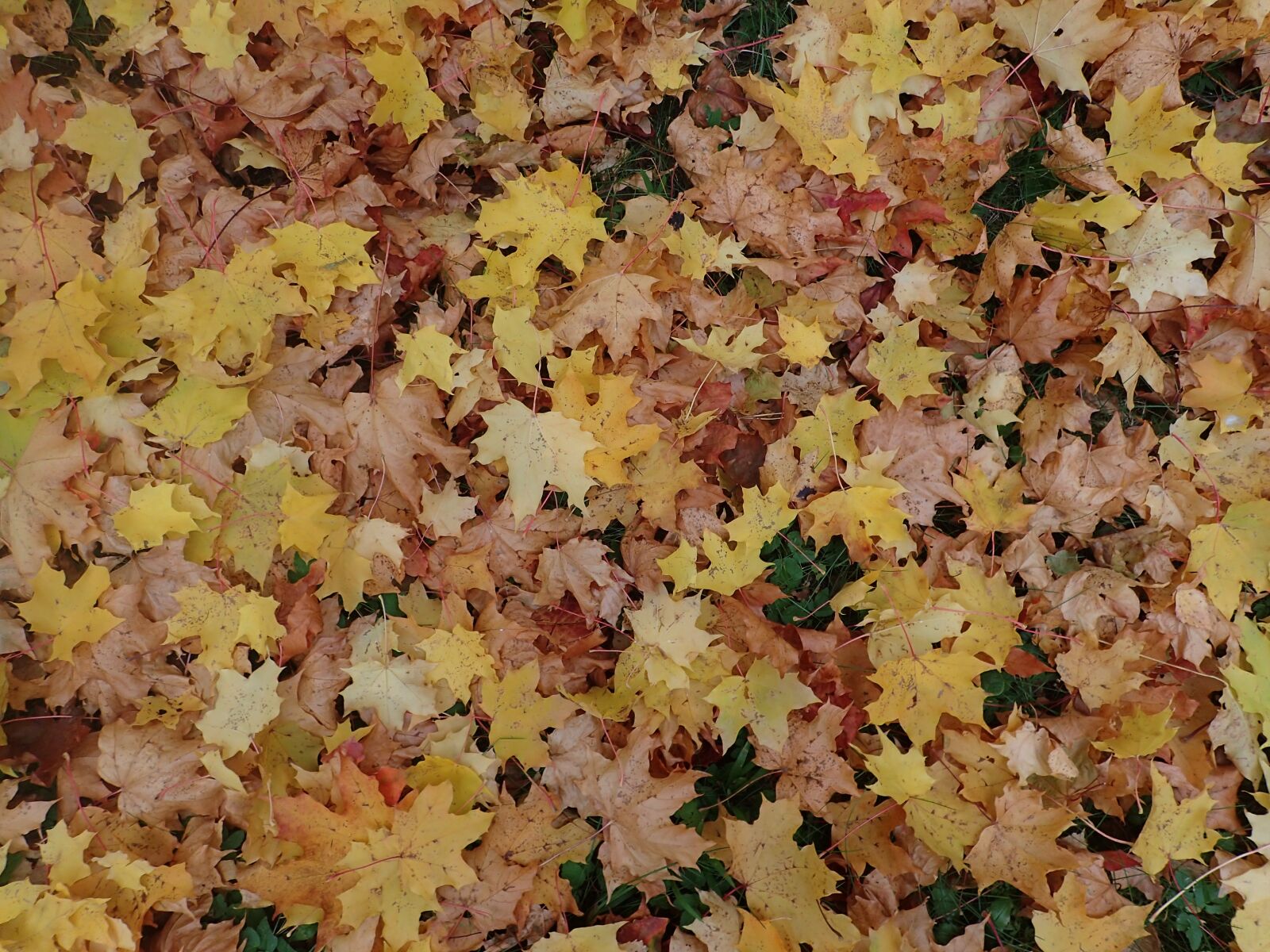 Olympus TG-3 sample photo. Foliage, autumn, autumn leaves photography