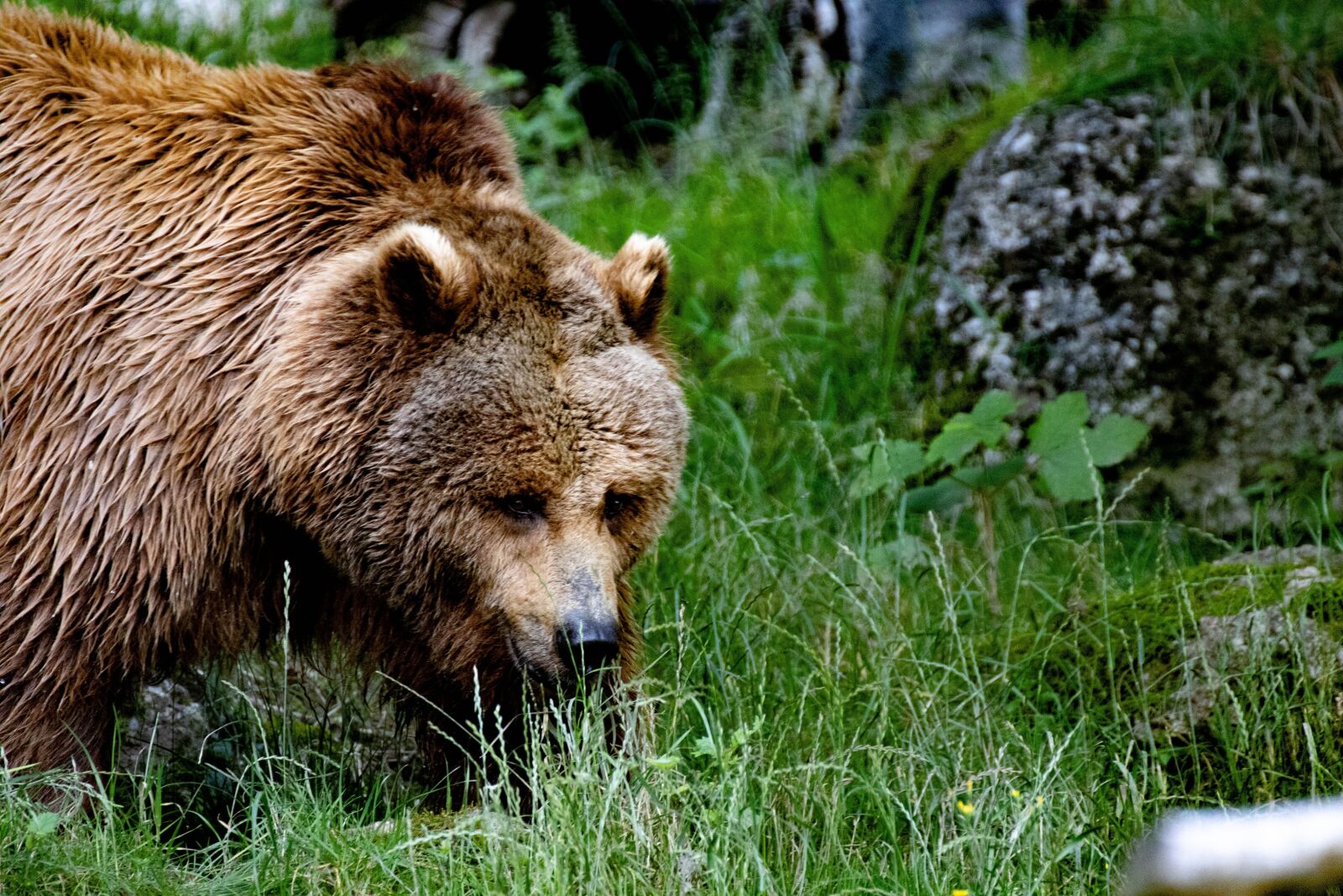 Canon EOS 250D (EOS Rebel SL3 / EOS Kiss X10 / EOS 200D II) sample photo. Bear, brown bear, beast photography