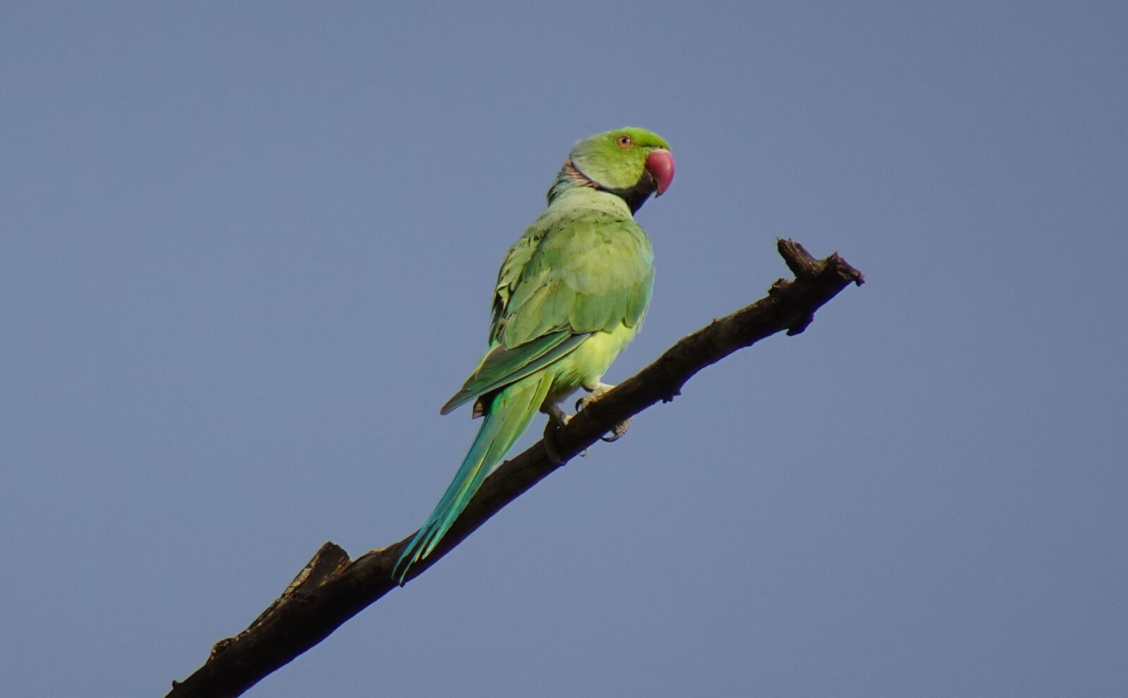 Sony DSC-WX800 sample photo. Bird, parakeet, green photography