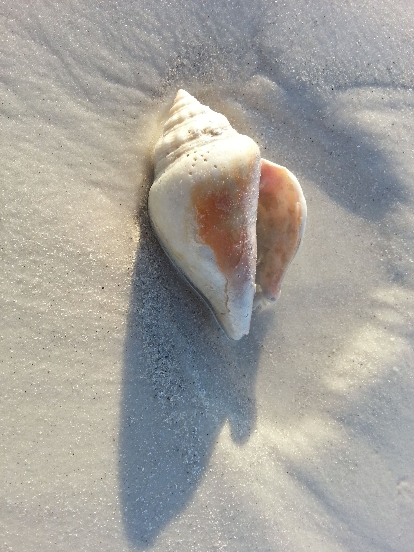Samsung Galaxy S3 sample photo. Shell, beach, sand photography