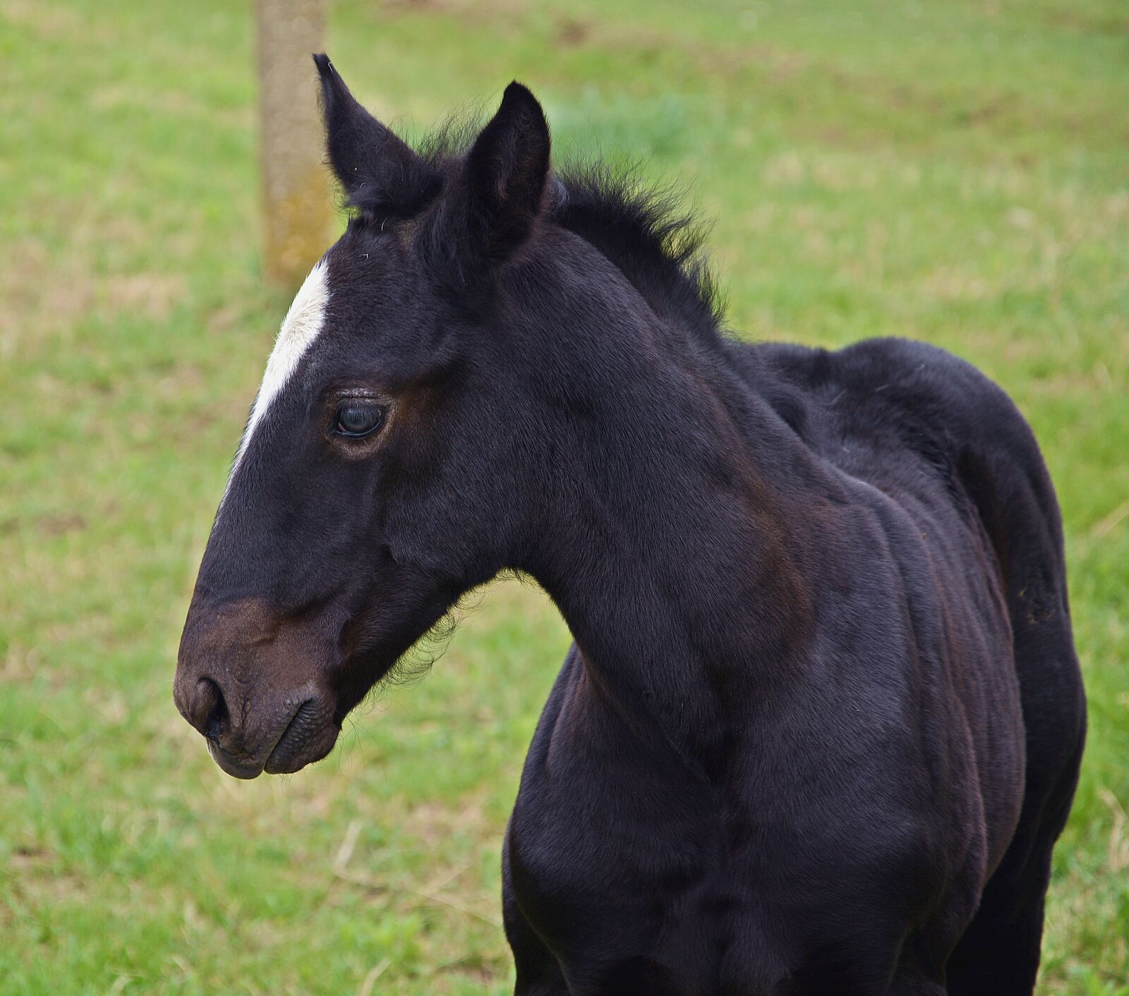Nikon D7100 sample photo. Foal, horse, black photography