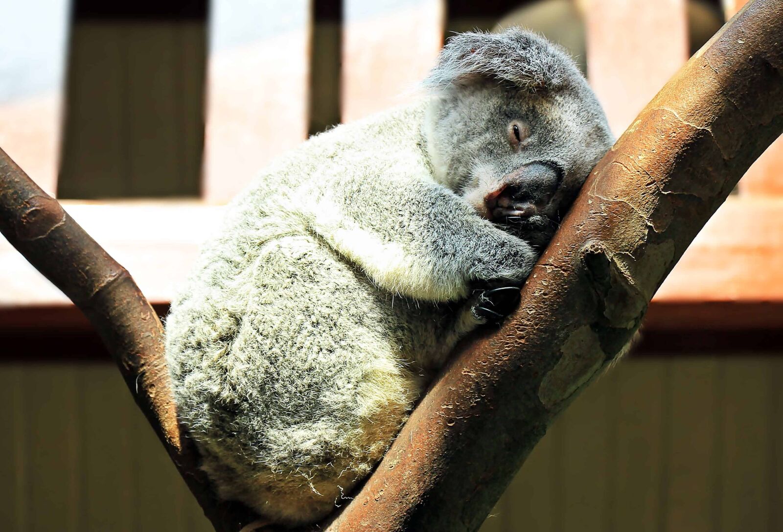Canon EOS 550D (EOS Rebel T2i / EOS Kiss X4) sample photo. Koala, wildlife, wild, tree photography