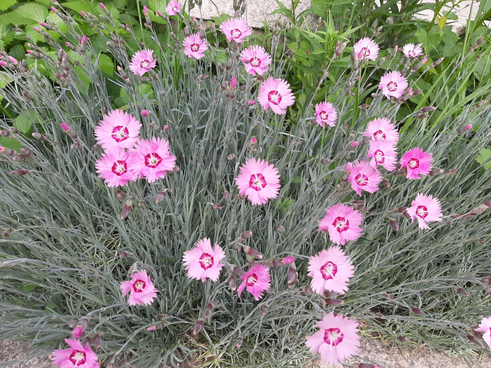 Samsung Galaxy A50 sample photo. Paeraengyi, dianthus flower, 5 photography