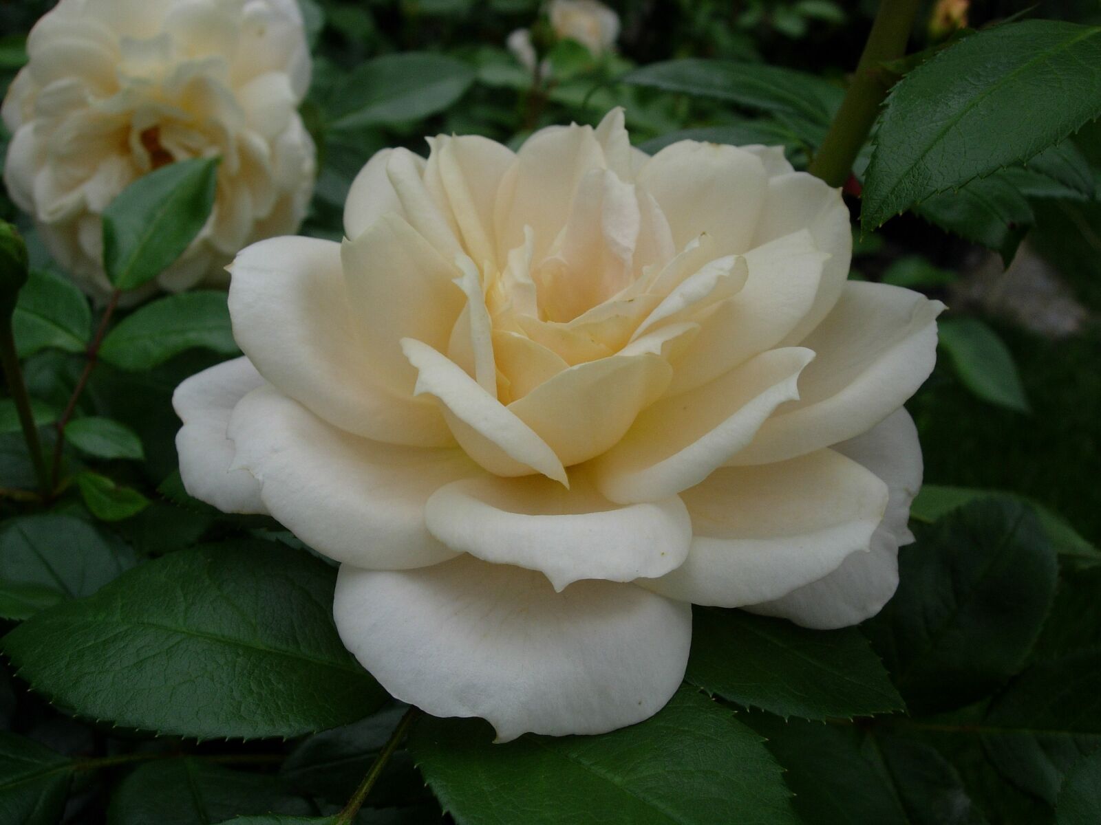 Nikon E5200 sample photo. Rose, flower, blossom photography