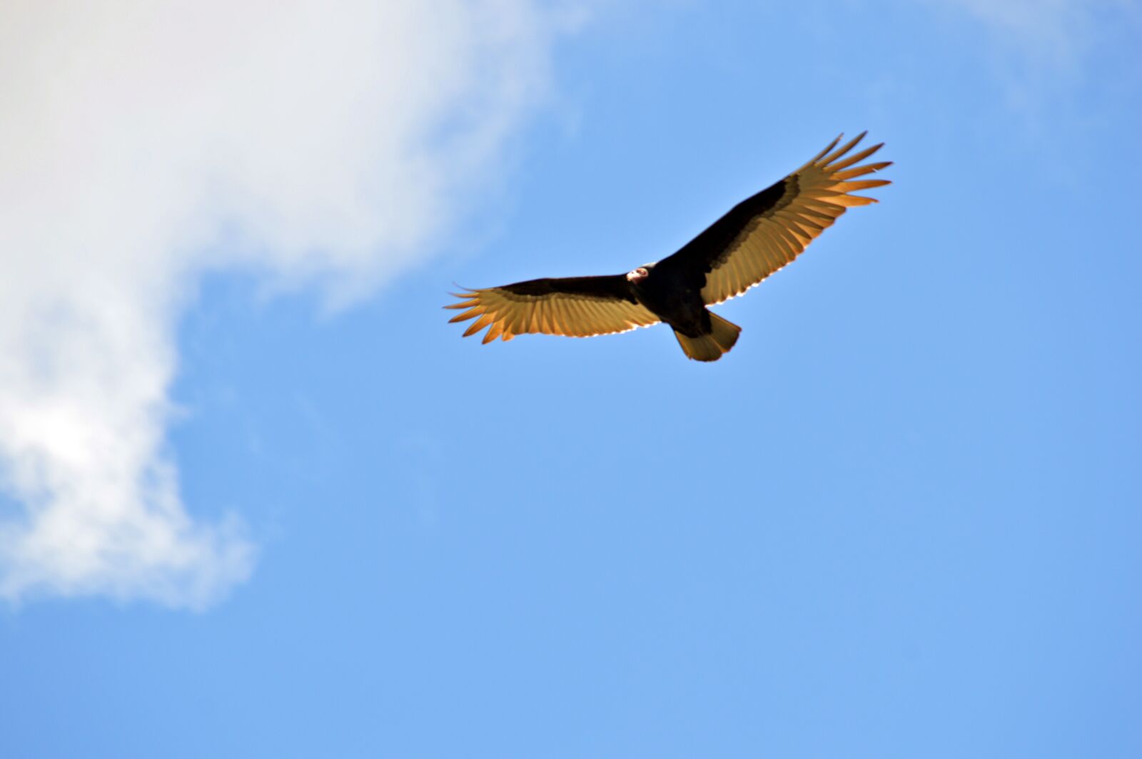 Nikon D3200 sample photo. Bird, flying, skies photography