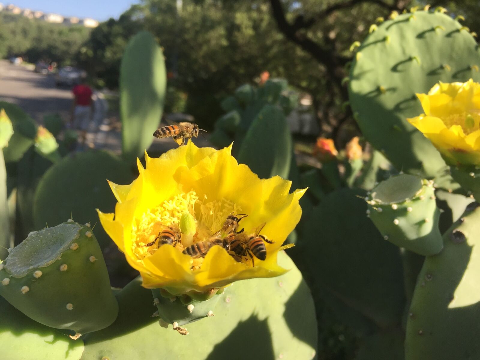 iPhone 6 Plus back camera 4.15mm f/2.2 sample photo. Cactus, bloom, macro photography