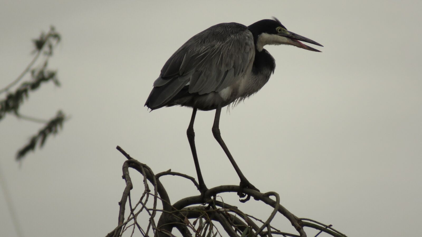 Canon PowerShot SX60 HS sample photo. Blue crane, bird, wildlife photography