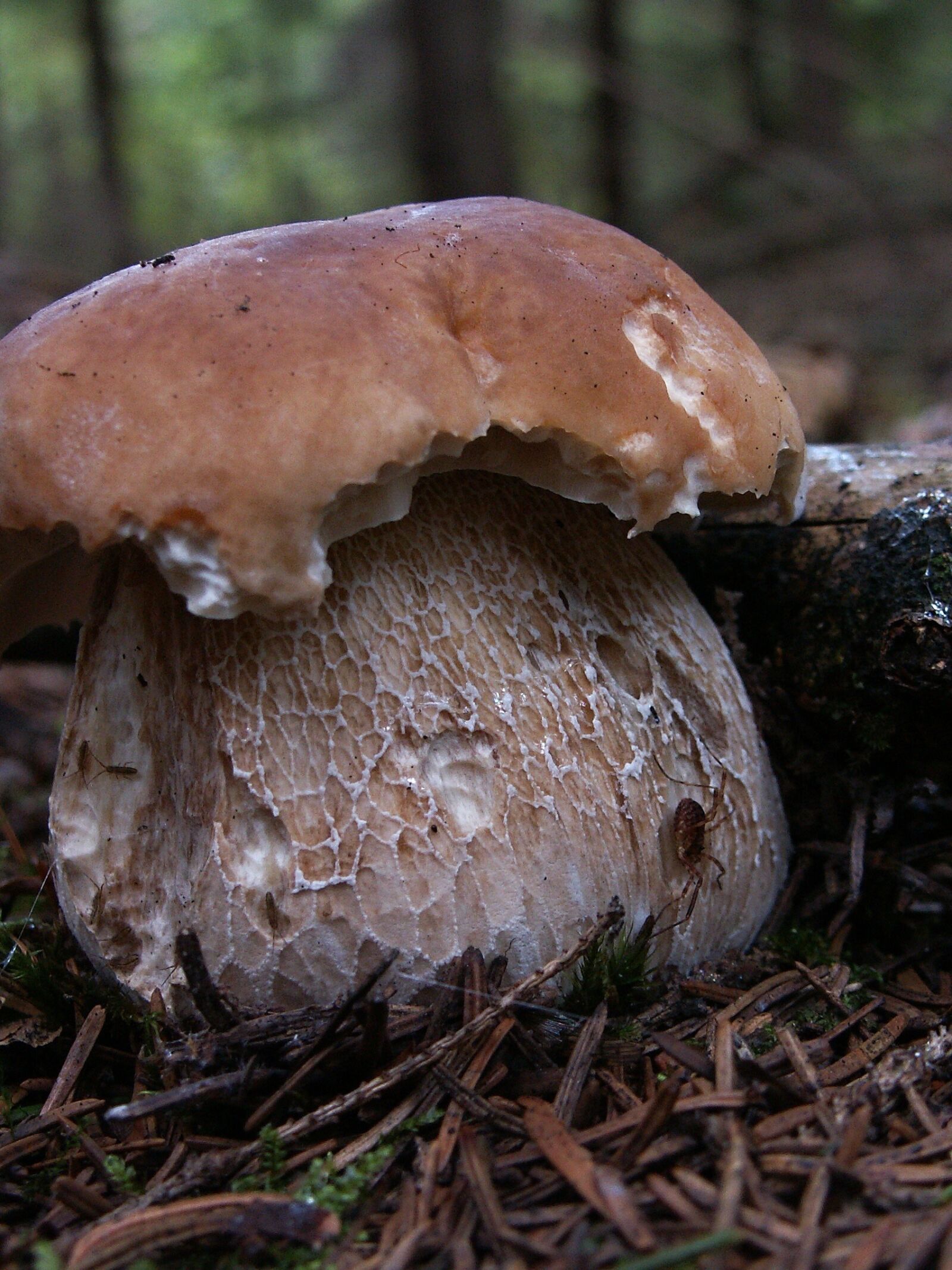 KONICA MINOLTA DiMAGE Z3 sample photo. Fungus, autumn, nature photography