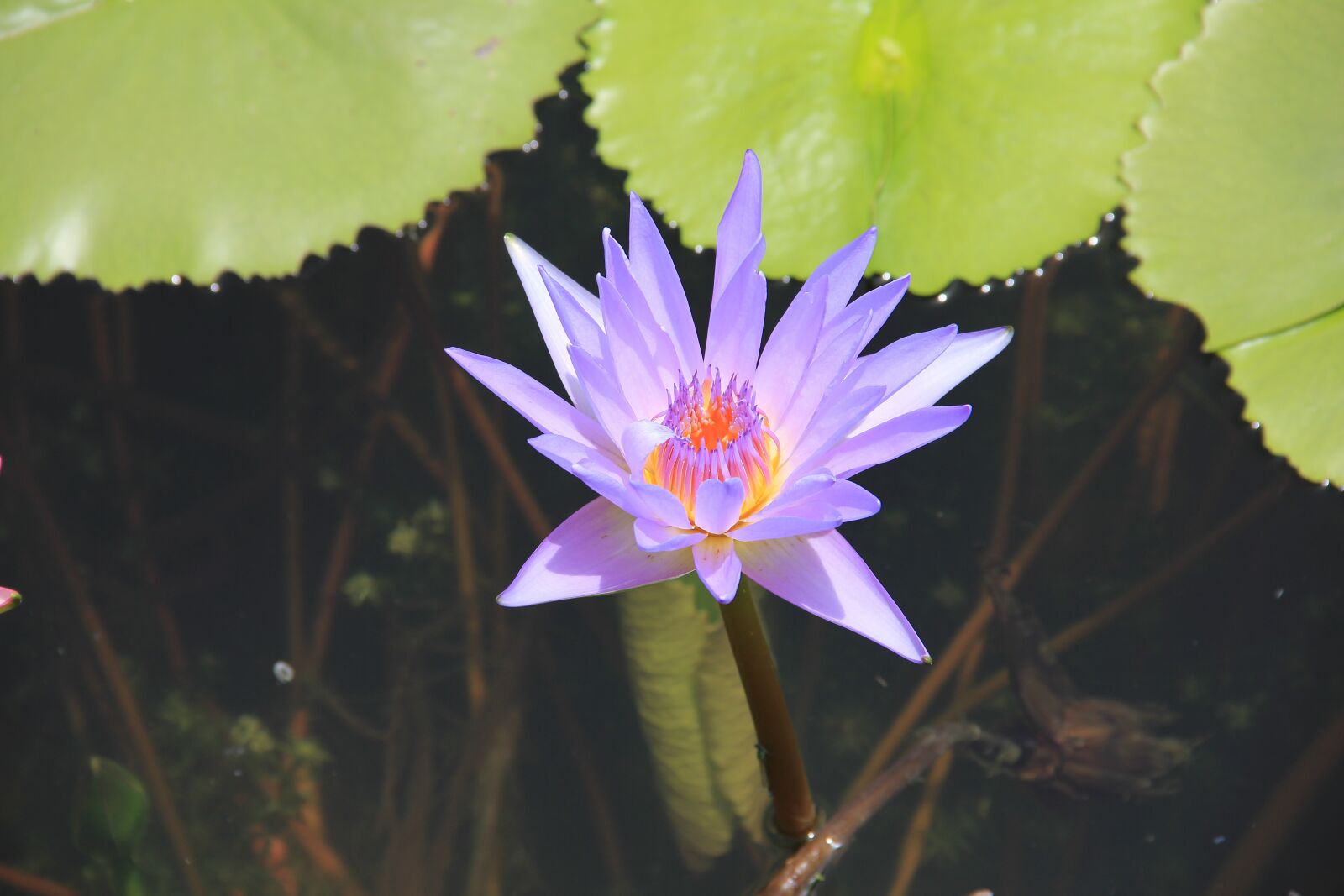 Canon EOS 550D (EOS Rebel T2i / EOS Kiss X4) sample photo. Water lily, purple, blossom photography
