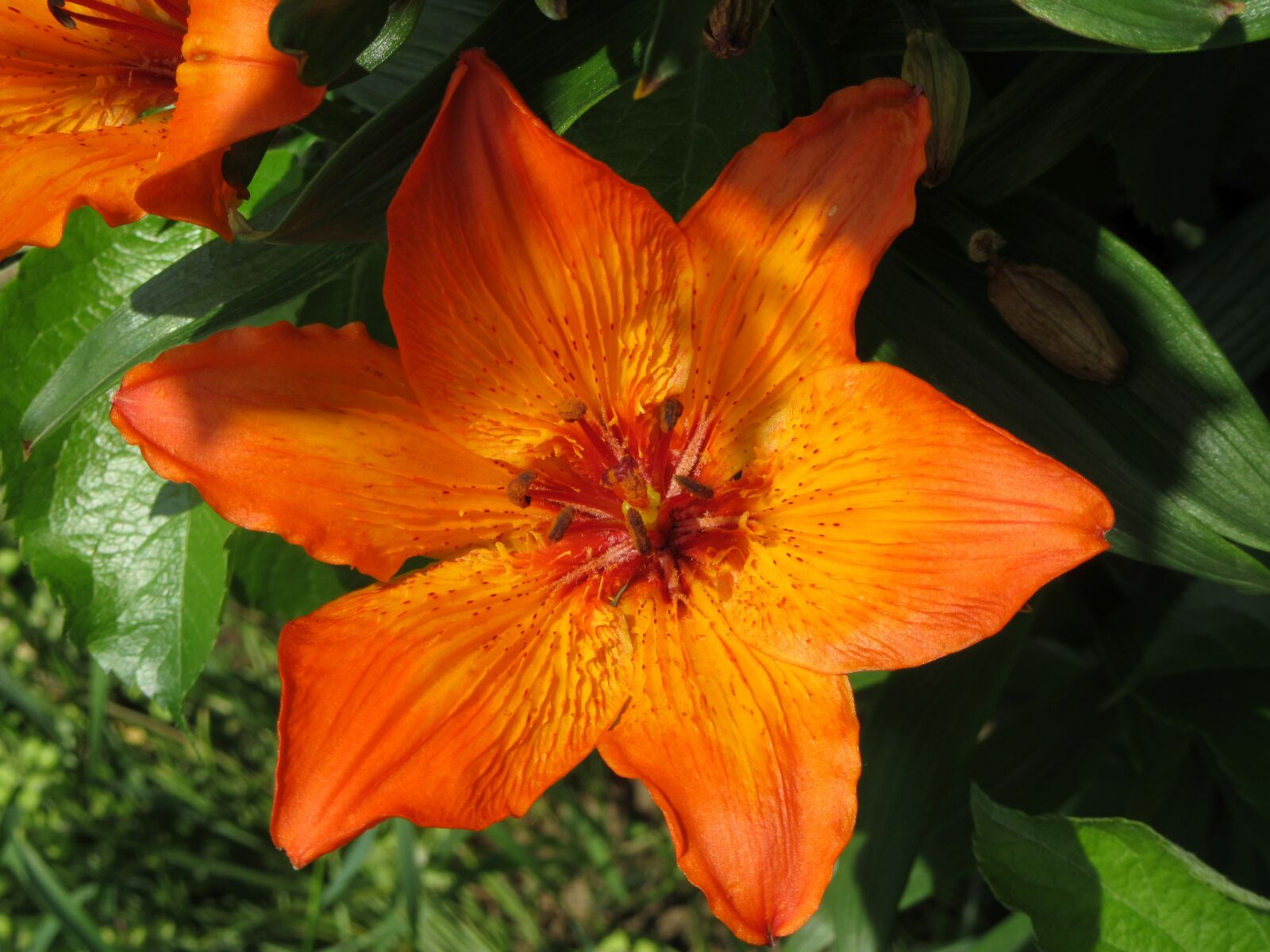 Canon PowerShot SX610 HS sample photo. Lily, orange, plant photography