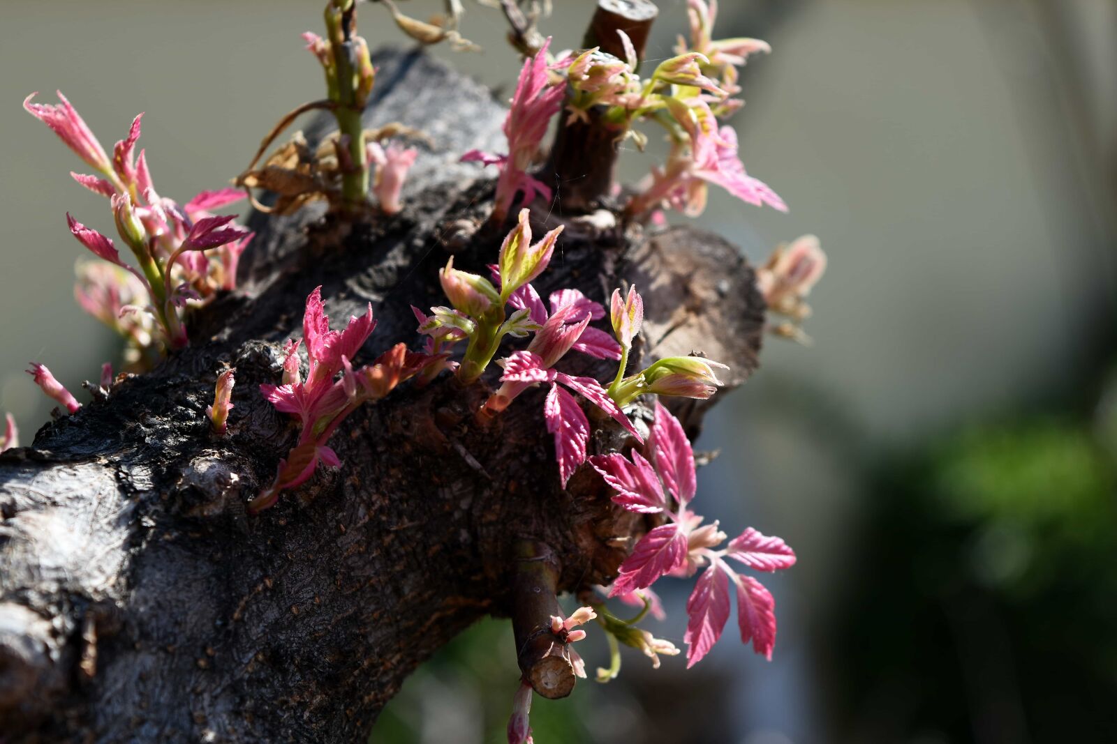 Nikon D5500 sample photo. Shrub, nature, plant, flower photography