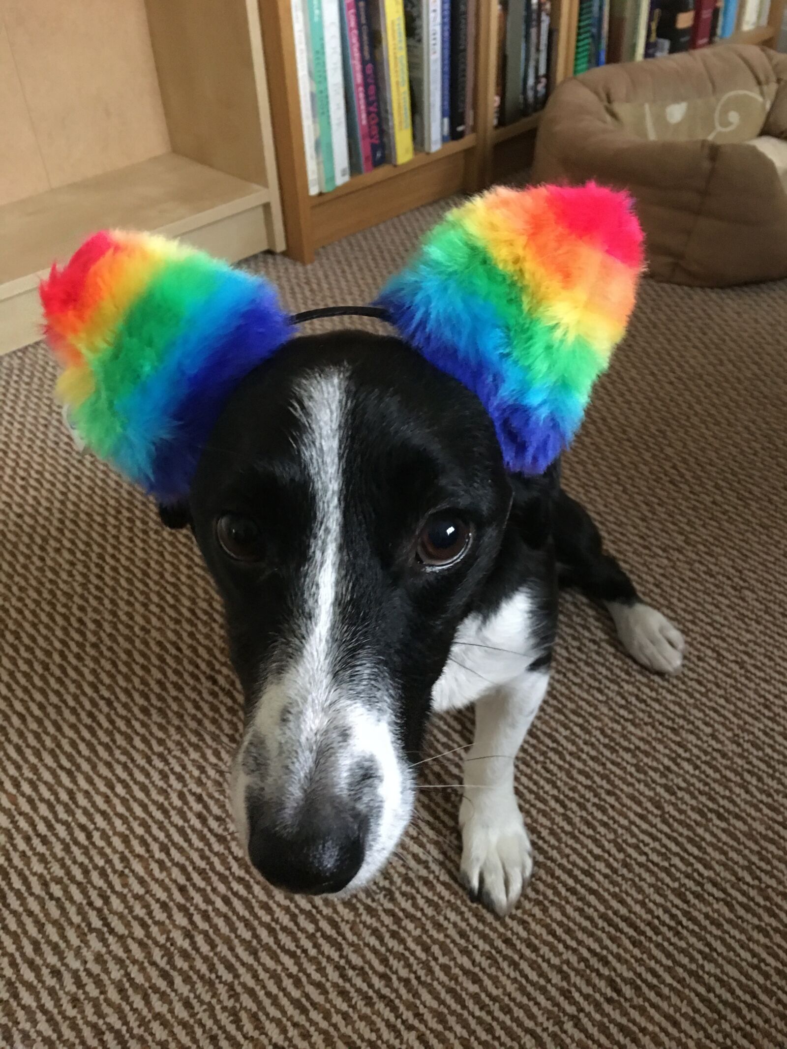 iPhone 6s Plus back camera 4.15mm f/2.2 sample photo. Border jack, pride, dog photography