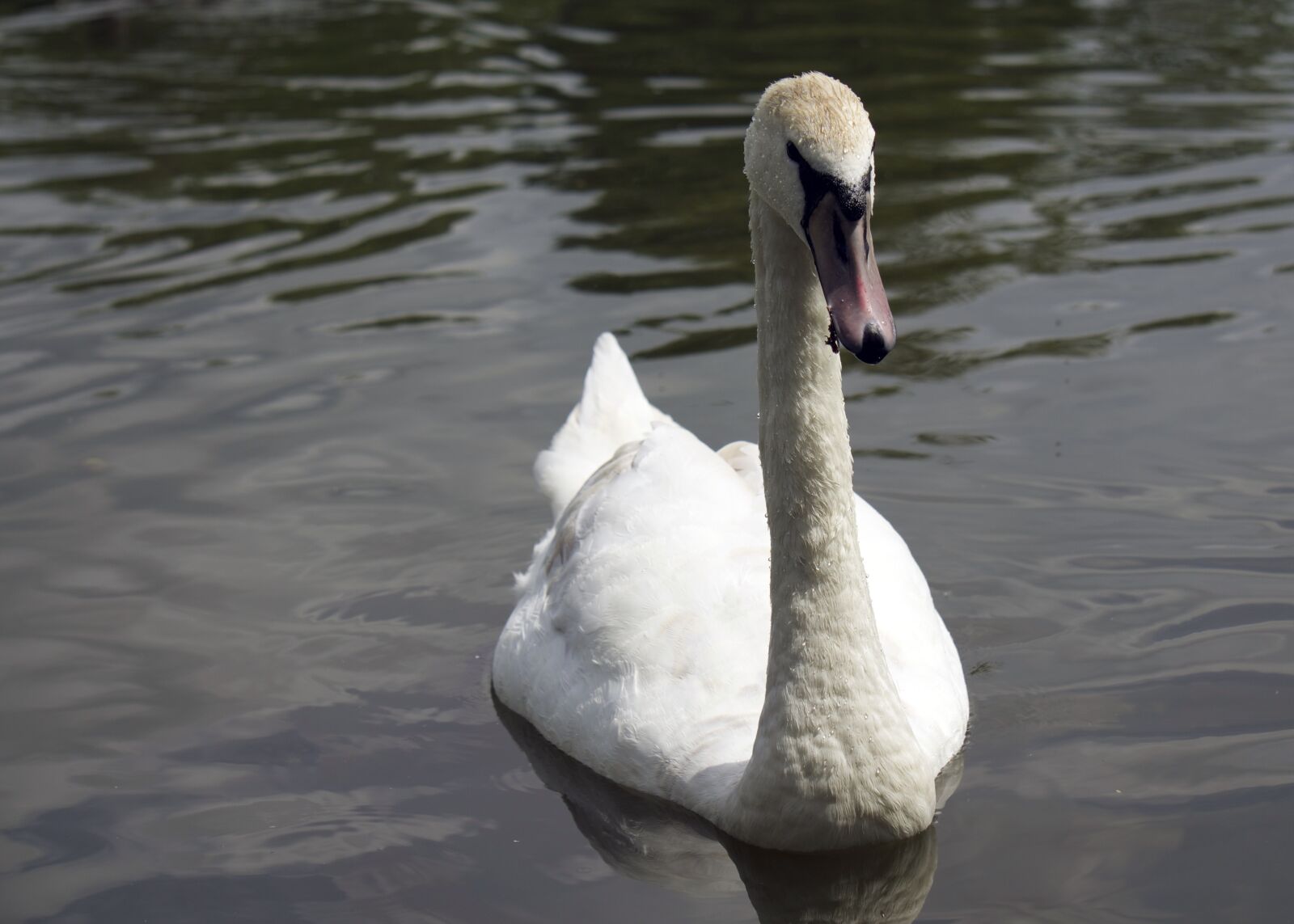 Sony E 55-210mm F4.5-6.3 OSS sample photo. Swan, lake, water photography