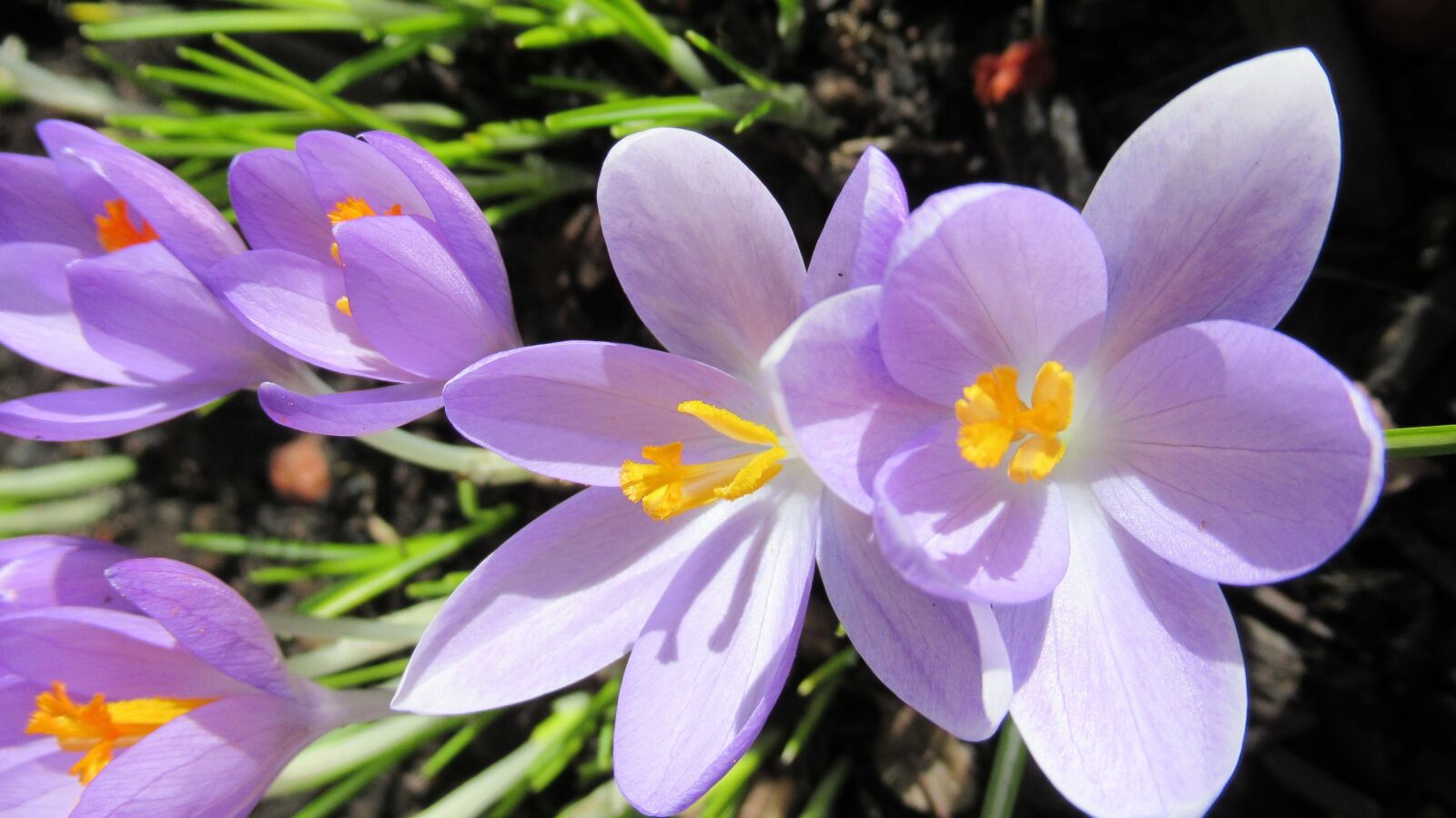 Canon PowerShot SX620 HS sample photo. Flower, flora, blooming photography