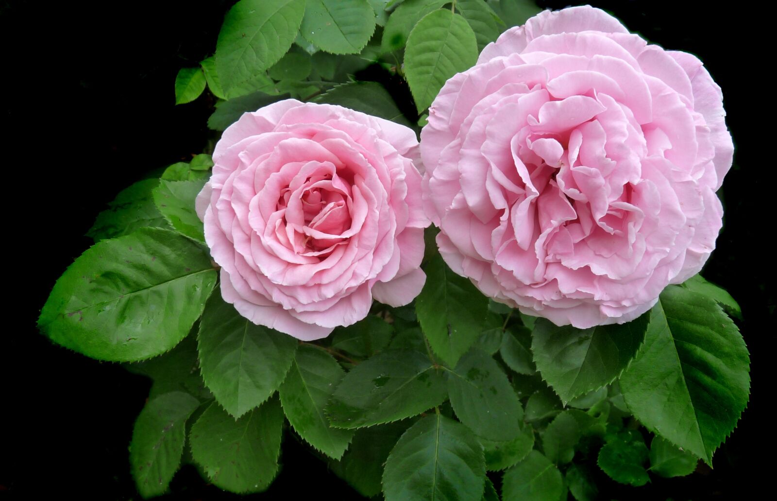 Panasonic Lumix DMC-FZ28 sample photo. Rose, pink, ruffled photography