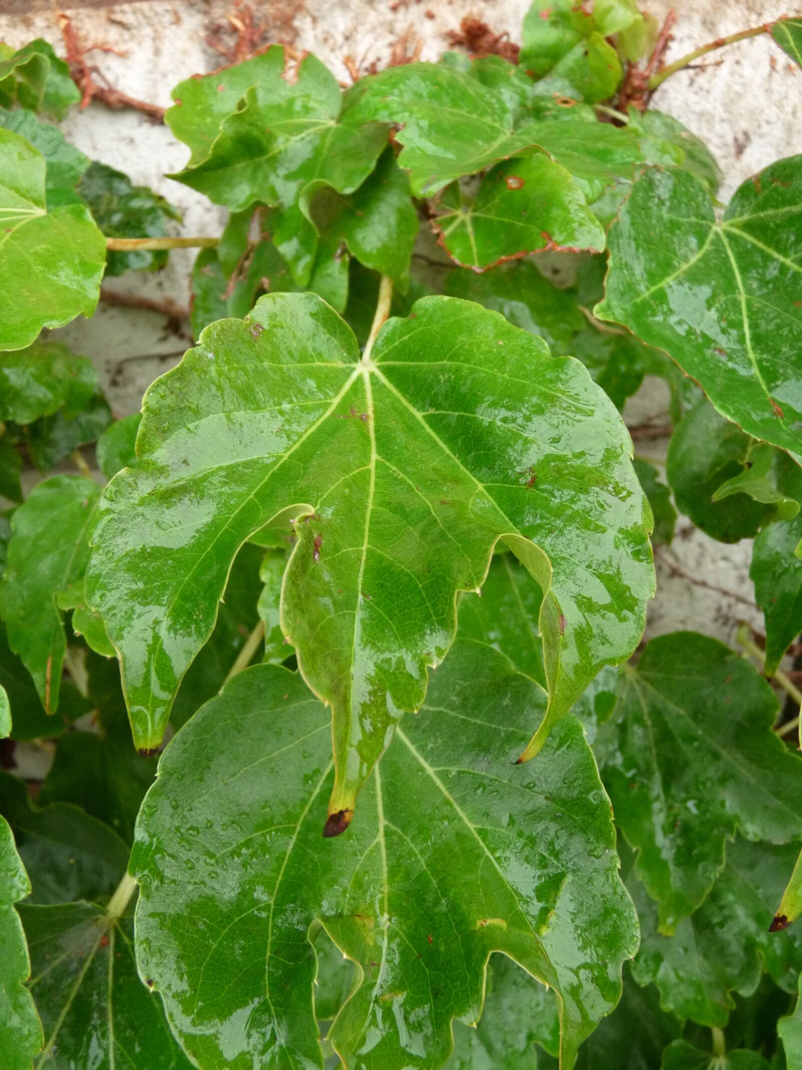Panasonic Lumix DMC-FZ28 sample photo. Drip, leaves, dripping photography