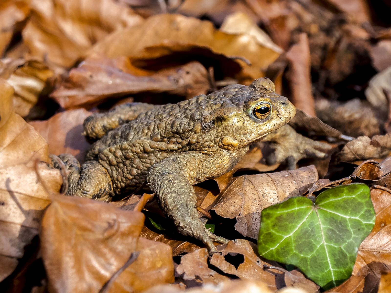 Olympus E-520 (EVOLT E-520) + OLYMPUS 14-42mm Lens sample photo. Common toad, toad, amphibians photography