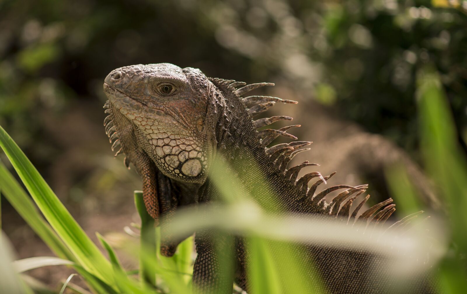 Nikon D600 sample photo. Iguana, animal, reptile photography