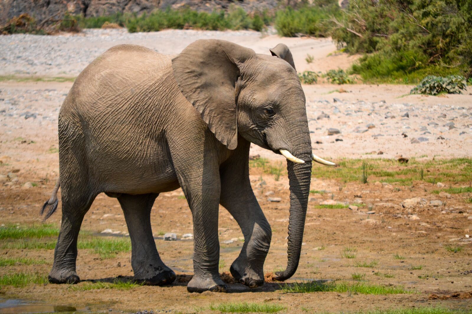 Nikon D3100 sample photo. Elephant, africa, namibia photography