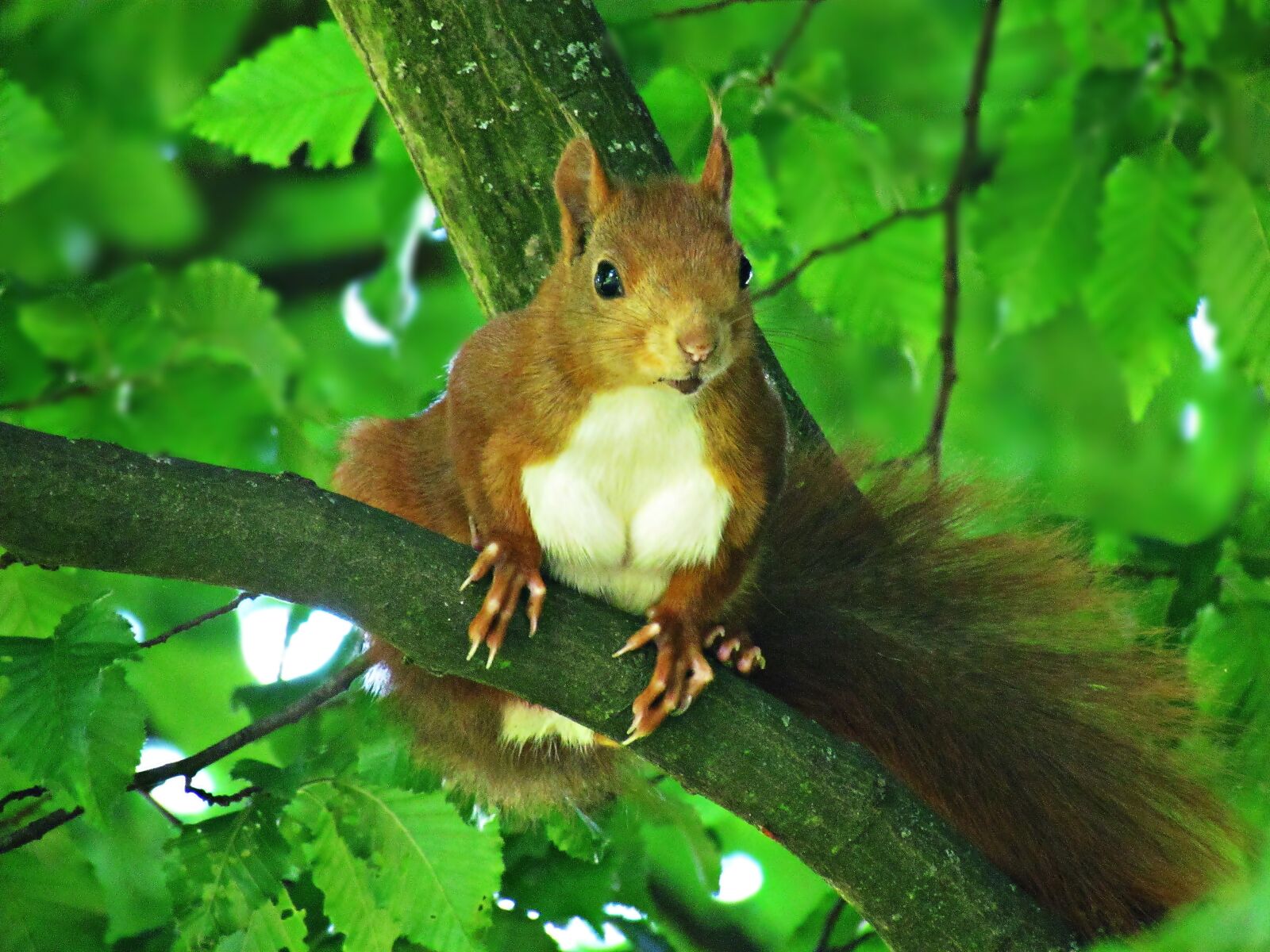 Canon PowerShot SX30 IS sample photo. The squirrel, rodent, walnut photography