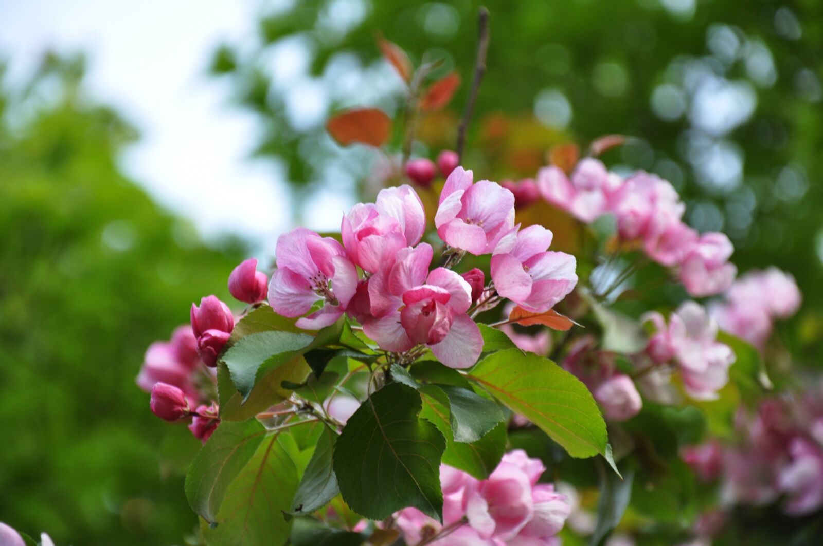Nikon D90 sample photo. Spring, bloom, flowers photography