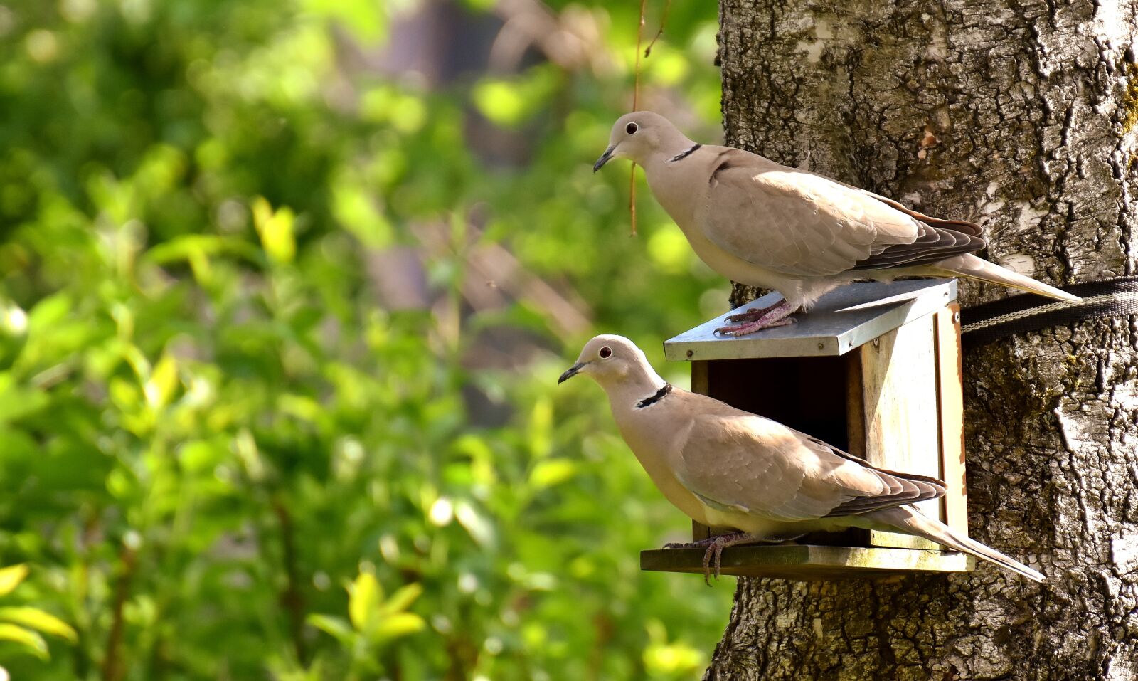 Nikon D7200 sample photo. Pigeons, bird, food photography