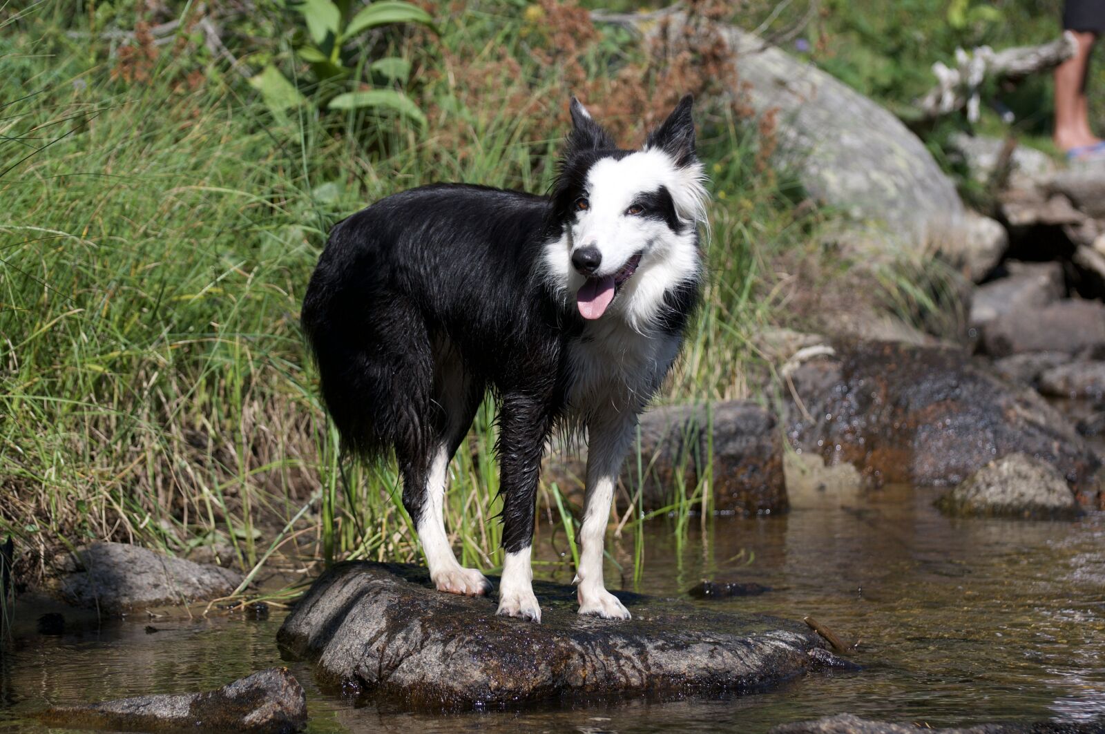 Nikon D300 sample photo. Border, dog, nature photography