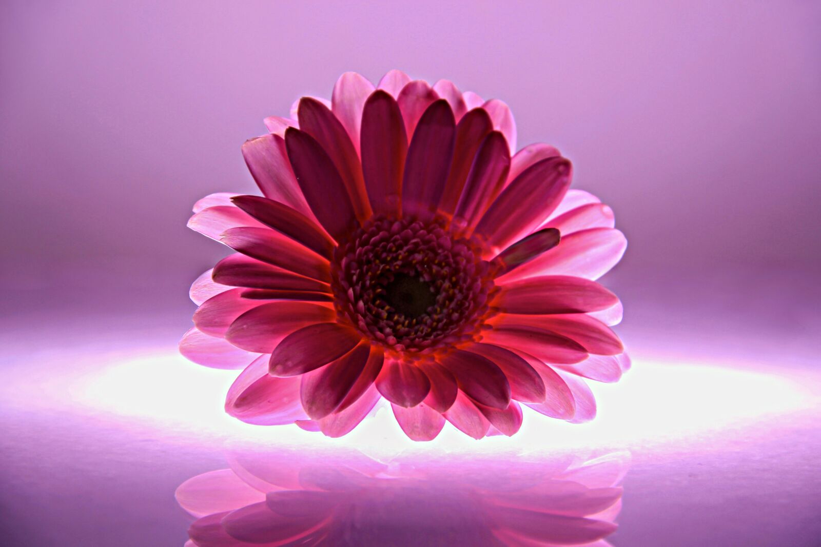 Canon EOS 600D (Rebel EOS T3i / EOS Kiss X5) sample photo. Gerbera, lit up, purple photography