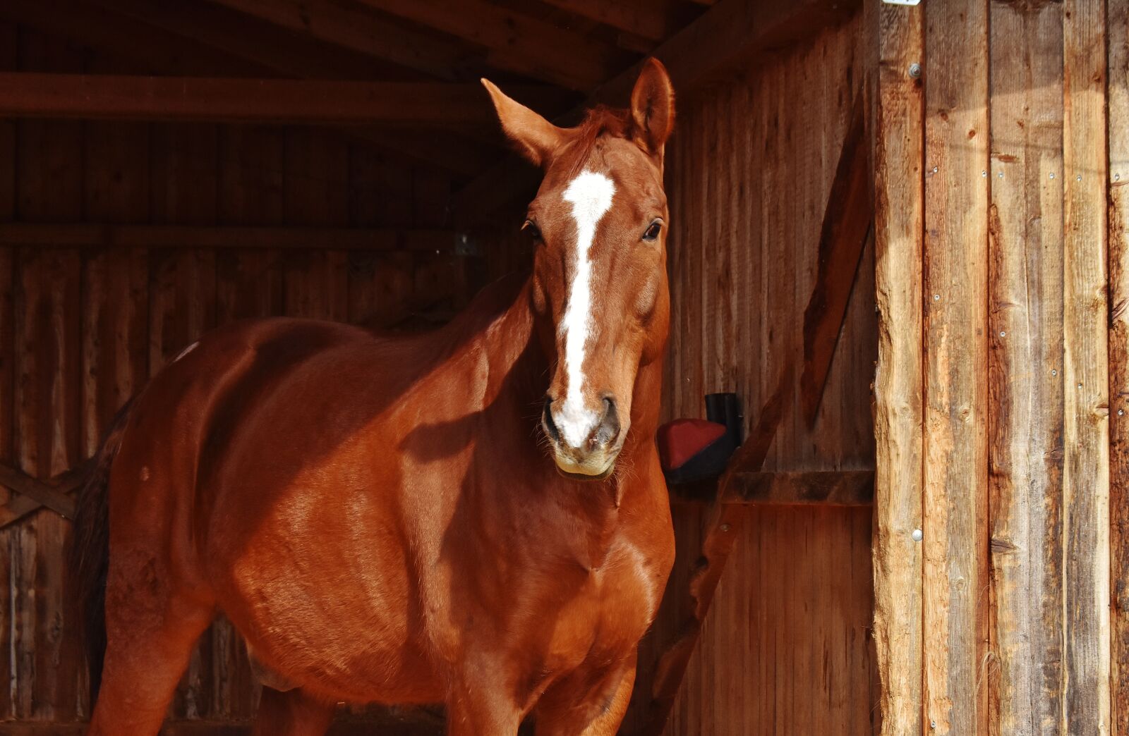 Nikon D7200 sample photo. Horse, brown, animal photography