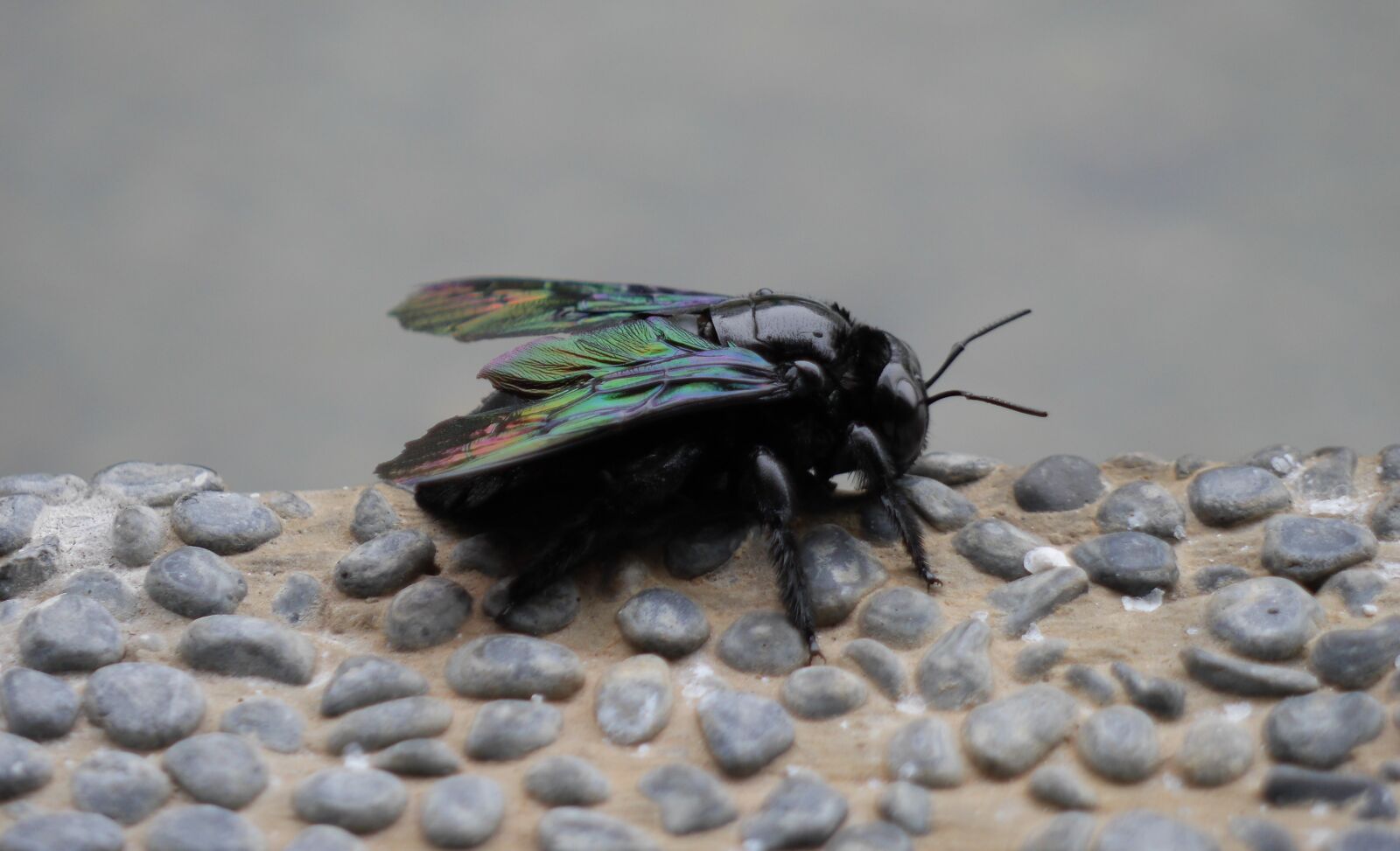 Panasonic Lumix DMC-GH3 sample photo. Nature, animal, insect photography