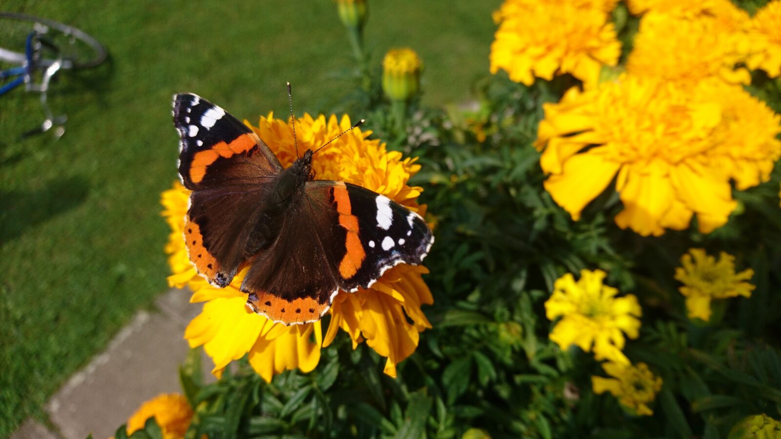 Sony Xperia X Compact sample photo. Butterfly photography