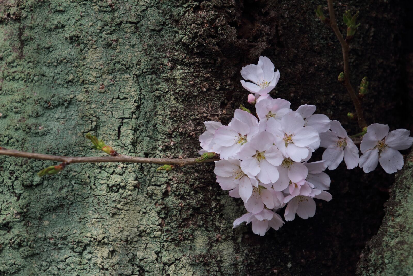 Canon EOS 650D (EOS Rebel T4i / EOS Kiss X6i) sample photo. No filter, cherry blossom photography