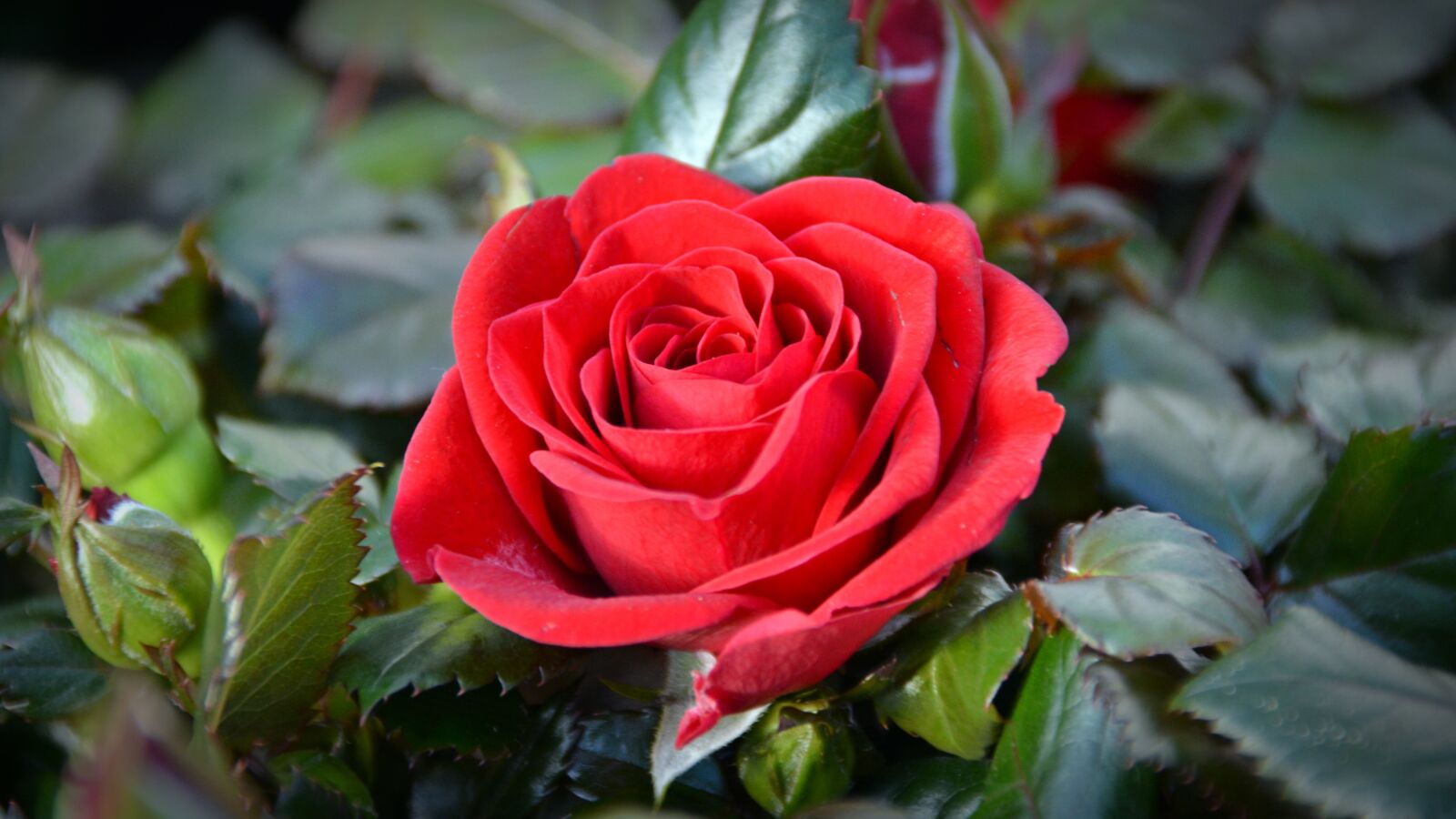Nikon D5200 sample photo. Rose, blossom, bloom photography