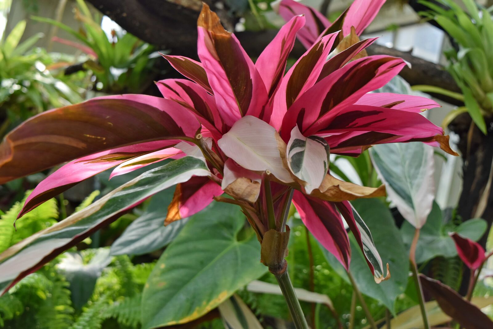 Nikon D5500 sample photo. Flower, nature, organism, plant photography