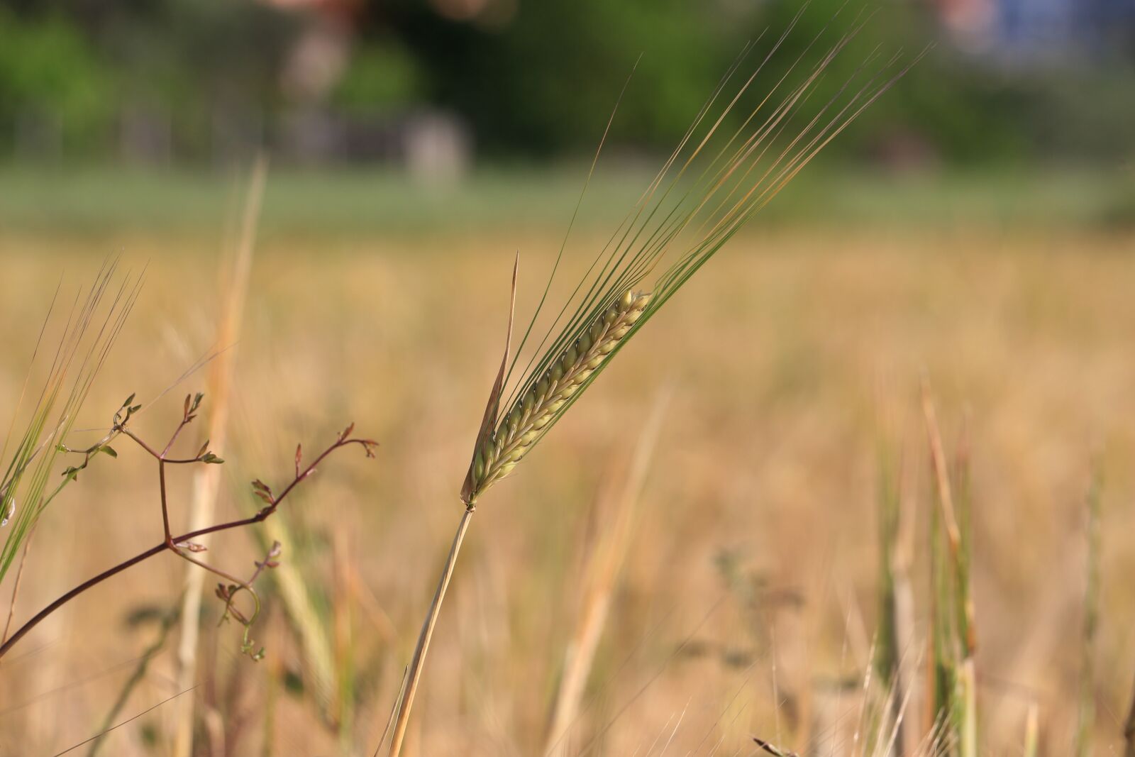Canon EOS 700D (EOS Rebel T5i / EOS Kiss X7i) sample photo. Wheat, harvest, field photography