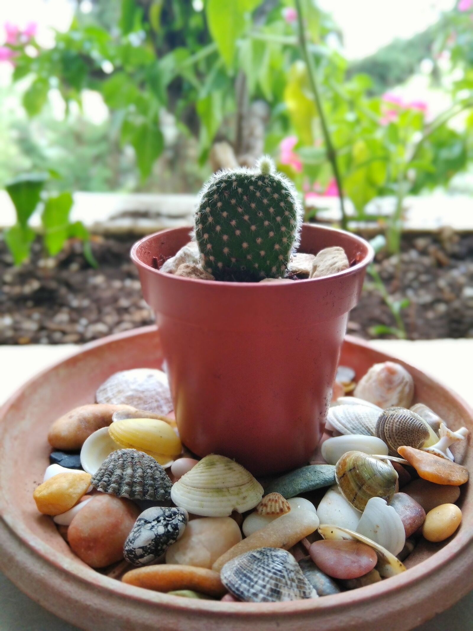 Xiaomi Redmi 8A sample photo. Baby, cactus, summer photography