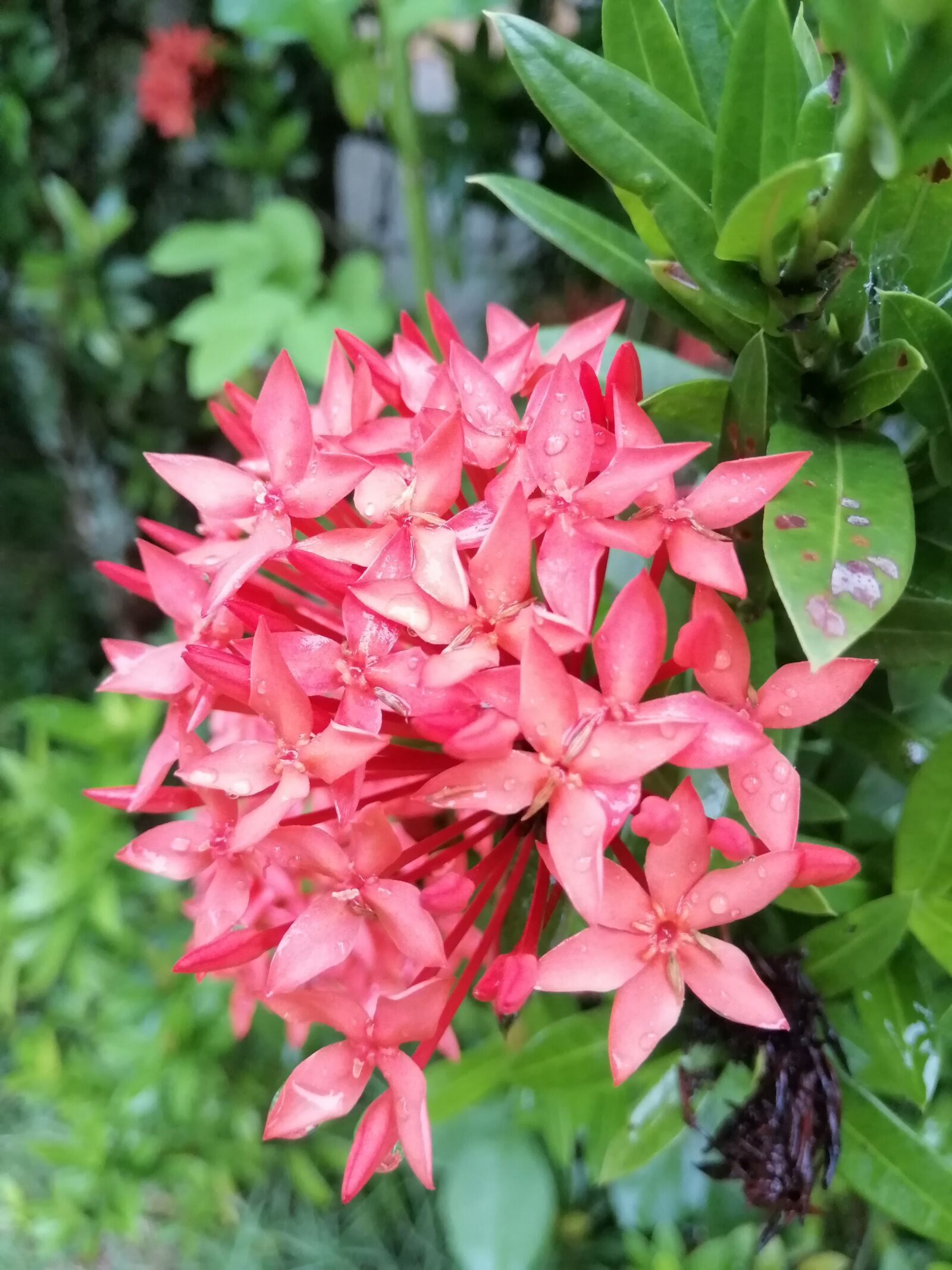 HUAWEI nova 3i sample photo. Red flower, beautiful, nature photography