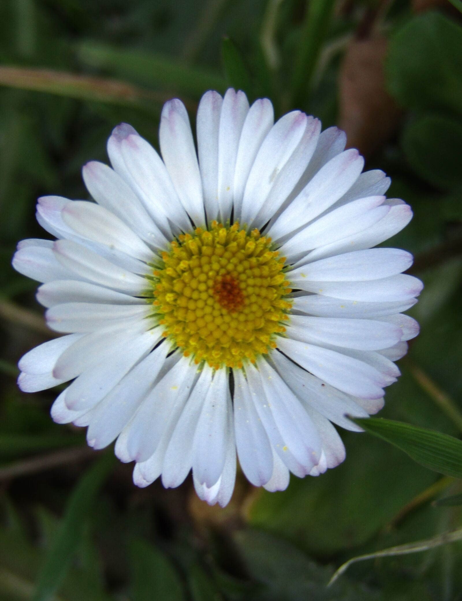Canon POWERSHOT SX432 IS sample photo. Marie flower, daisy, small photography