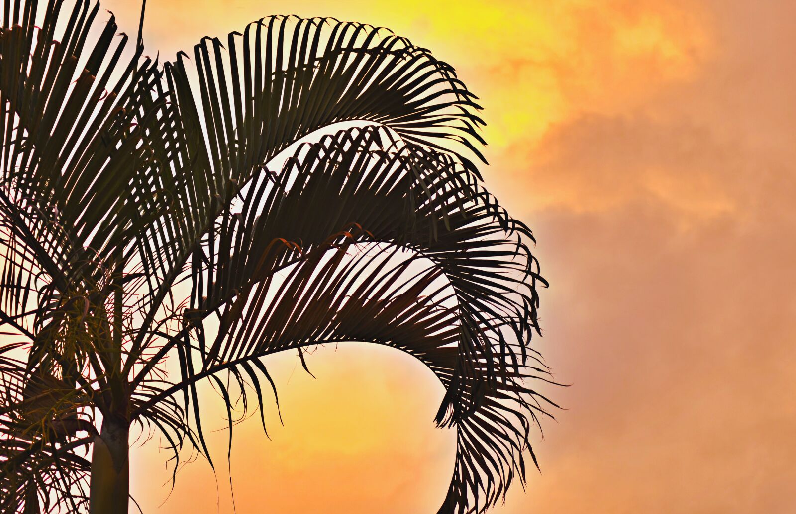 Nikon D7500 sample photo. Sunset, palm tree, sky photography