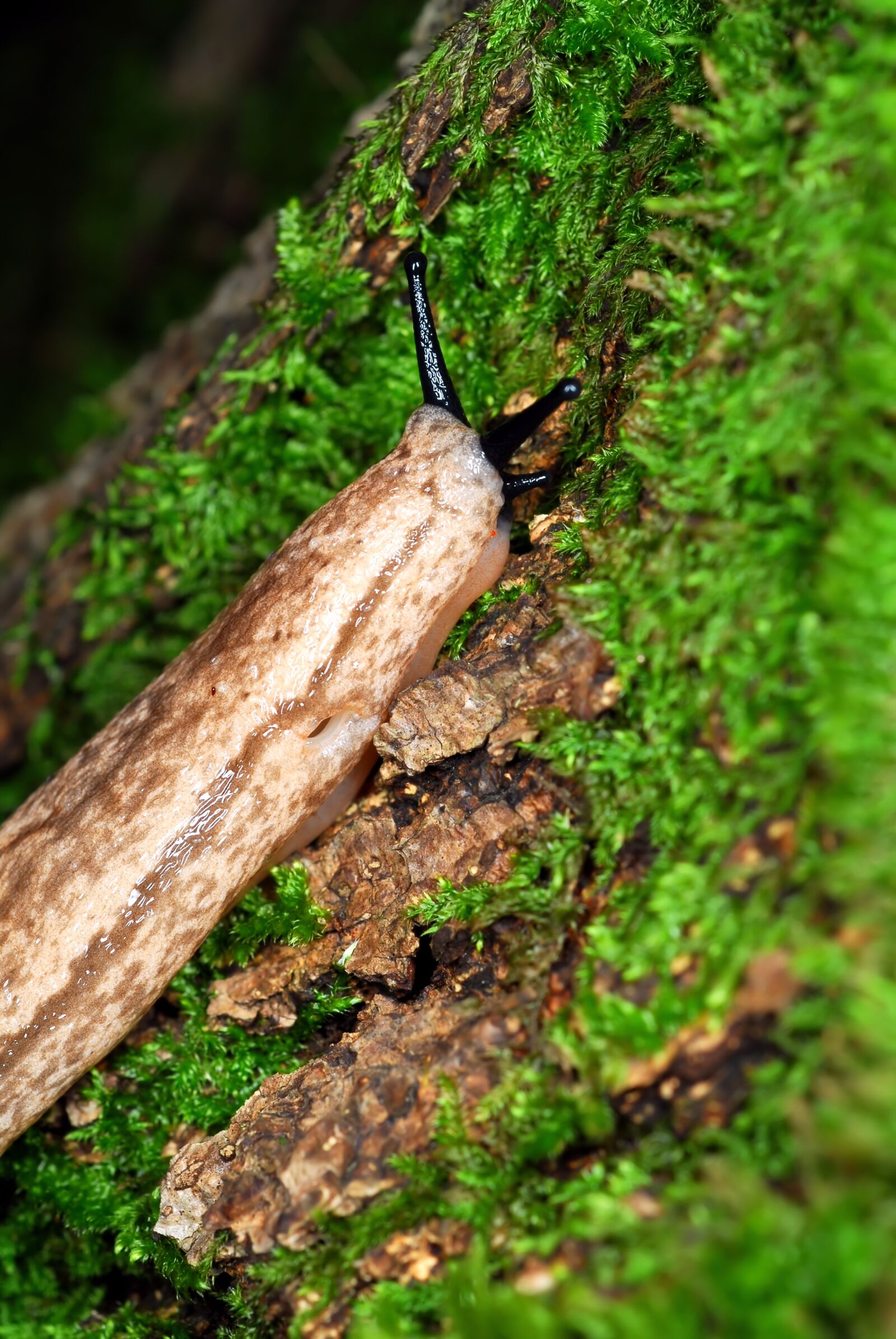 Nikon D200 sample photo. Slug, moss, abstract photography