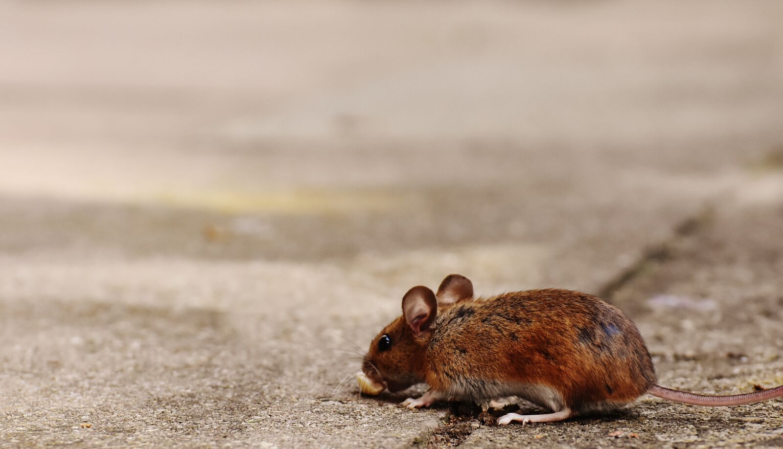 Nikon D7200 sample photo. Mouse, rodent, cute photography