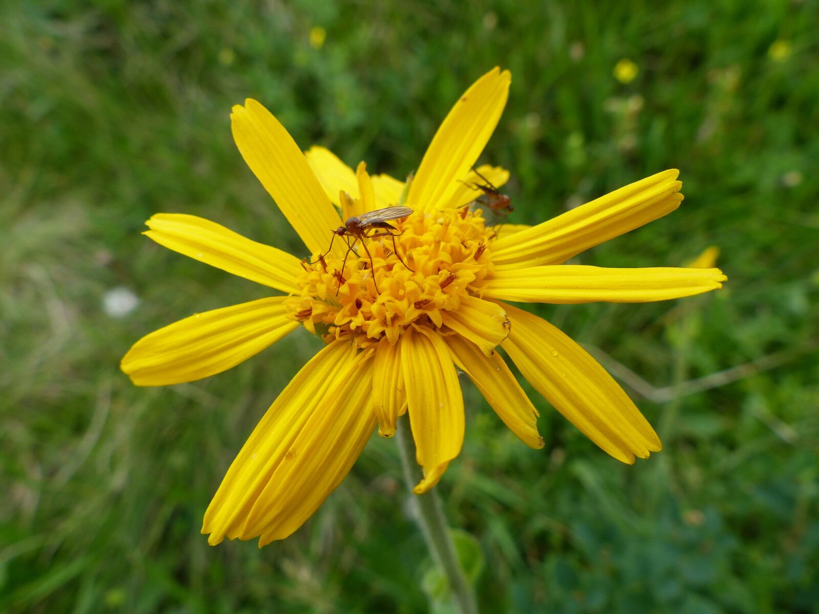 Panasonic Lumix DMC-FZ200 sample photo. Basket flower greenhouse, arnica photography
