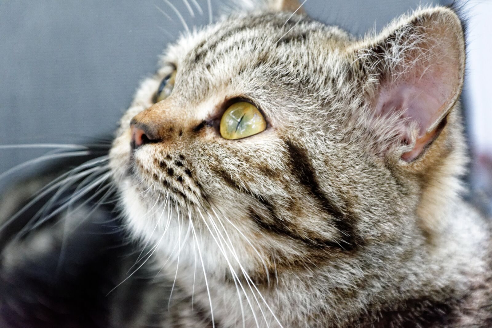 Nikon D5300 sample photo. Cat, british shorthair, breed photography