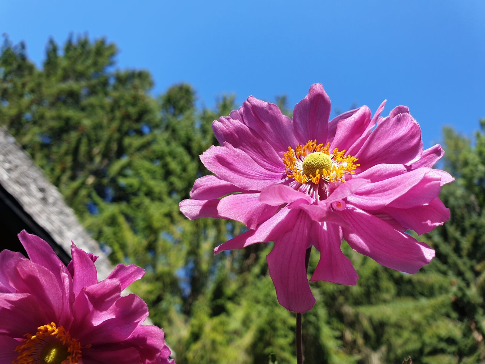 Samsung Galaxy S9 sample photo. Flower, autumn, nature photography