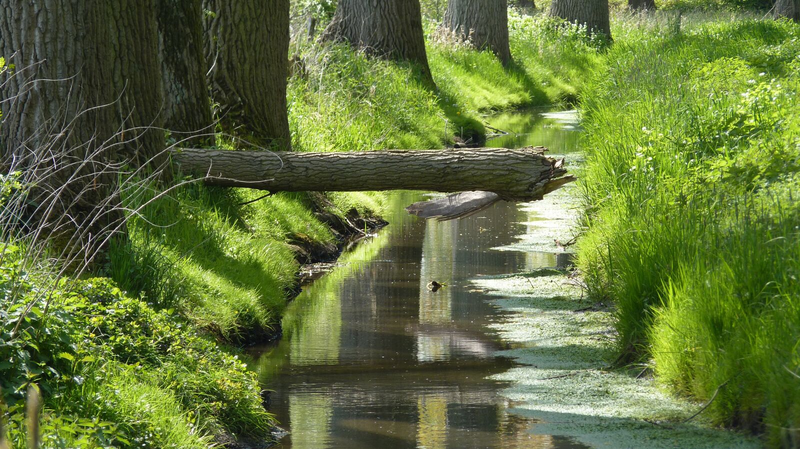 Panasonic Lumix DMC-FZ35 (Lumix DMC-FZ38) sample photo. Nature, creek, watercourse photography